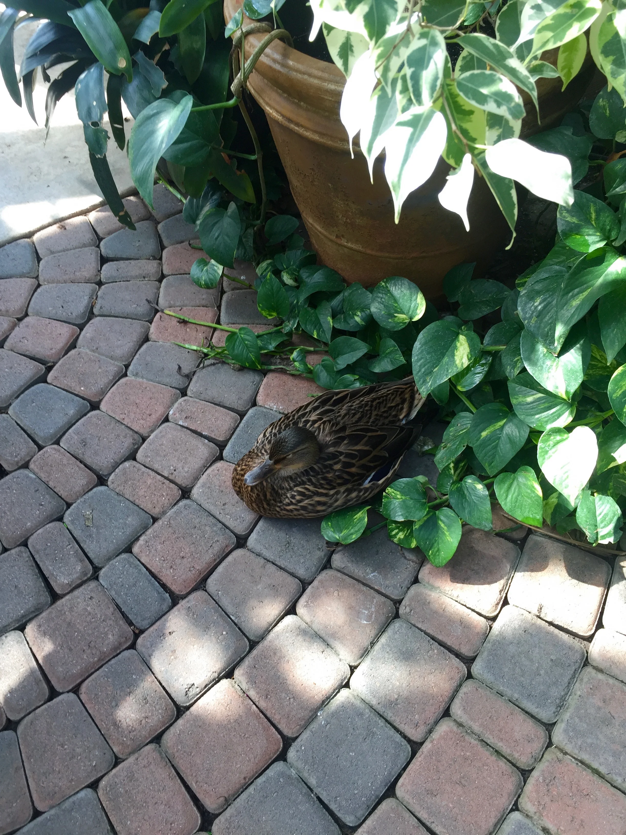 This is Lucky the Duck. She is the self-proclaimed Queen of Lamberton Conservatory. She pushed my leg out of the way. It was impeding her preferred route to the pond. She's fabulous... and knows it. 