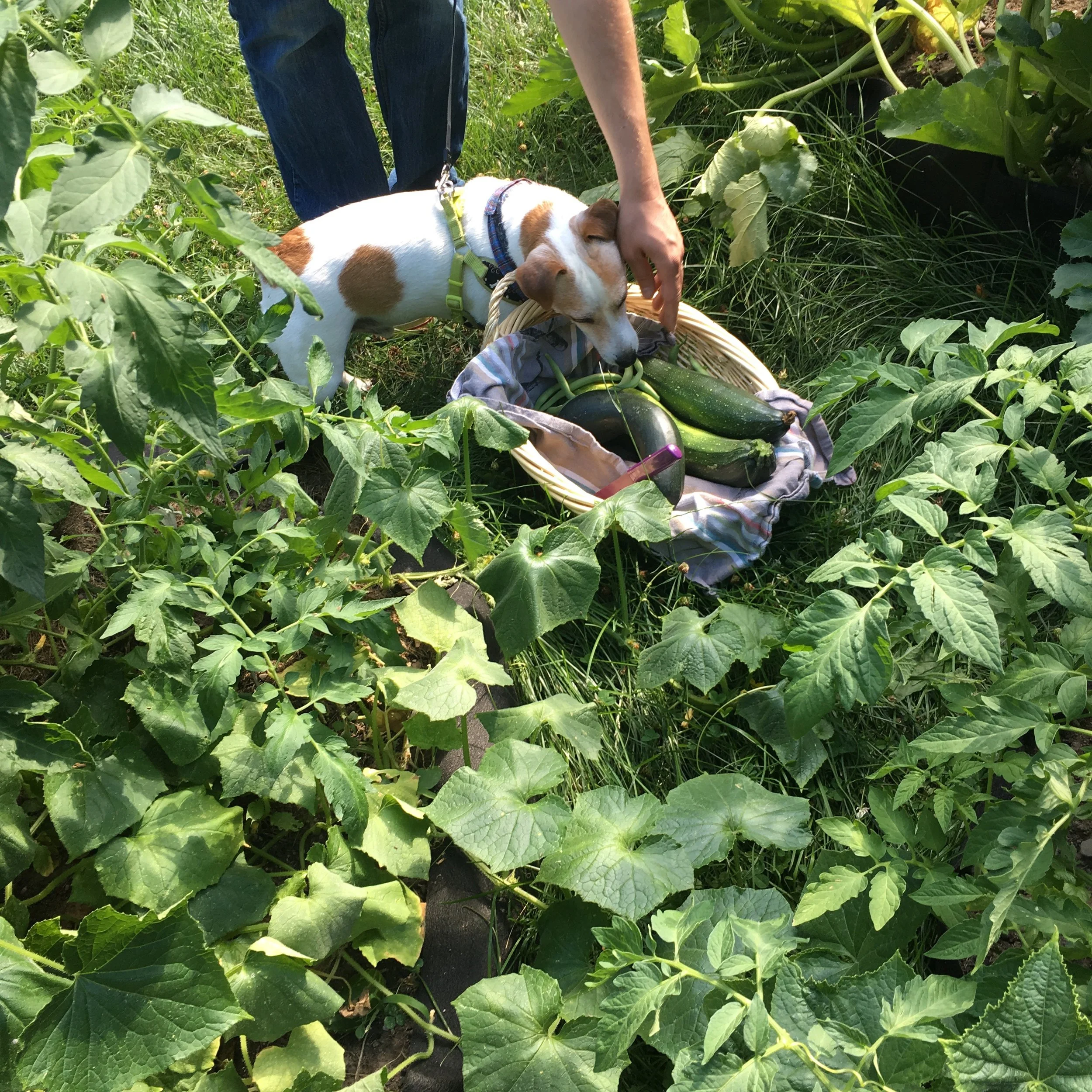 When NYS weather will allow we grow as much of our own food as we can. Really, it comes down to getting what is left after the bunnies, deer, and dogs eat it on us. But that's okay. We grow enough to share. haha.