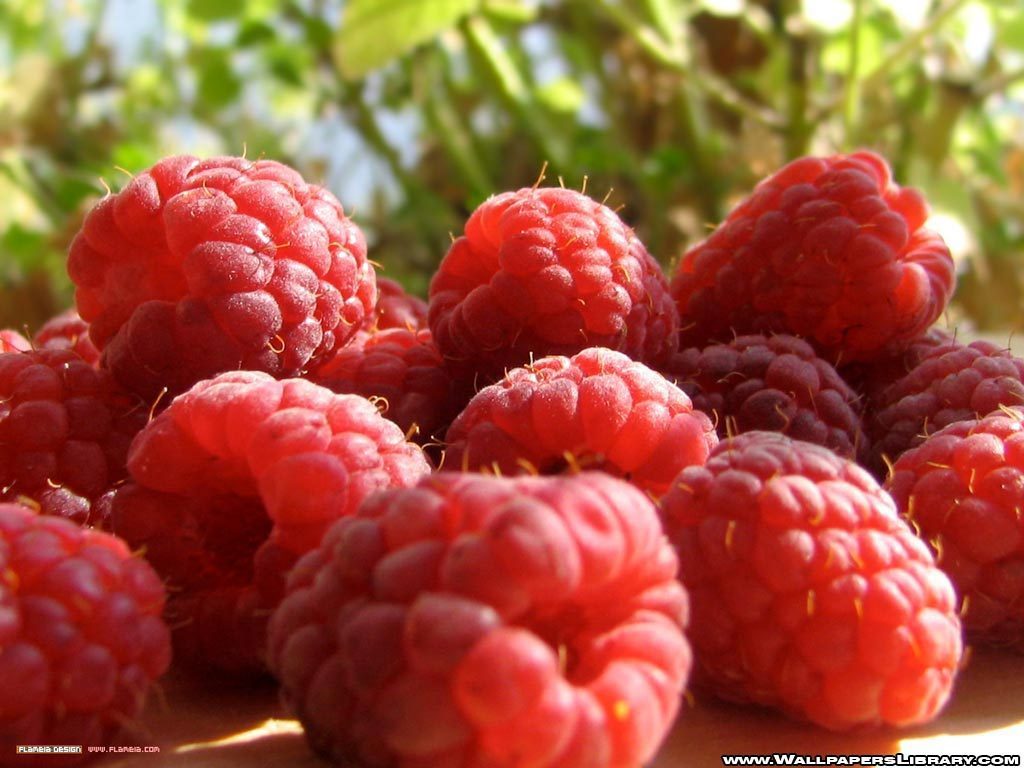 Raspberries-Wallpaper-fruit-7152075-1024-768.jpg