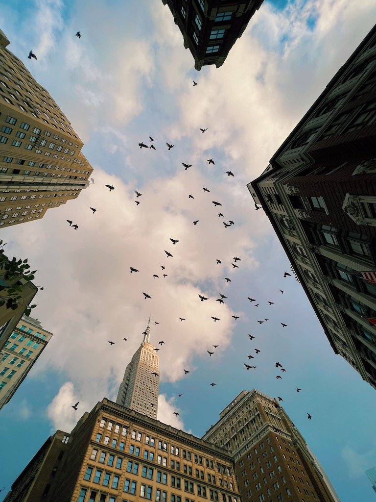 looking up 1 New york by eric van nynatten.JPG