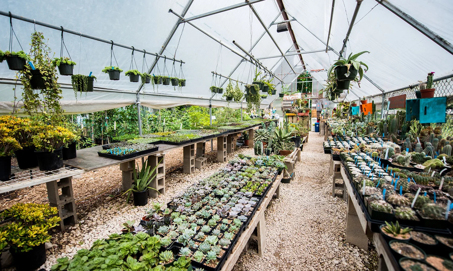Photo: East Austin Succulents