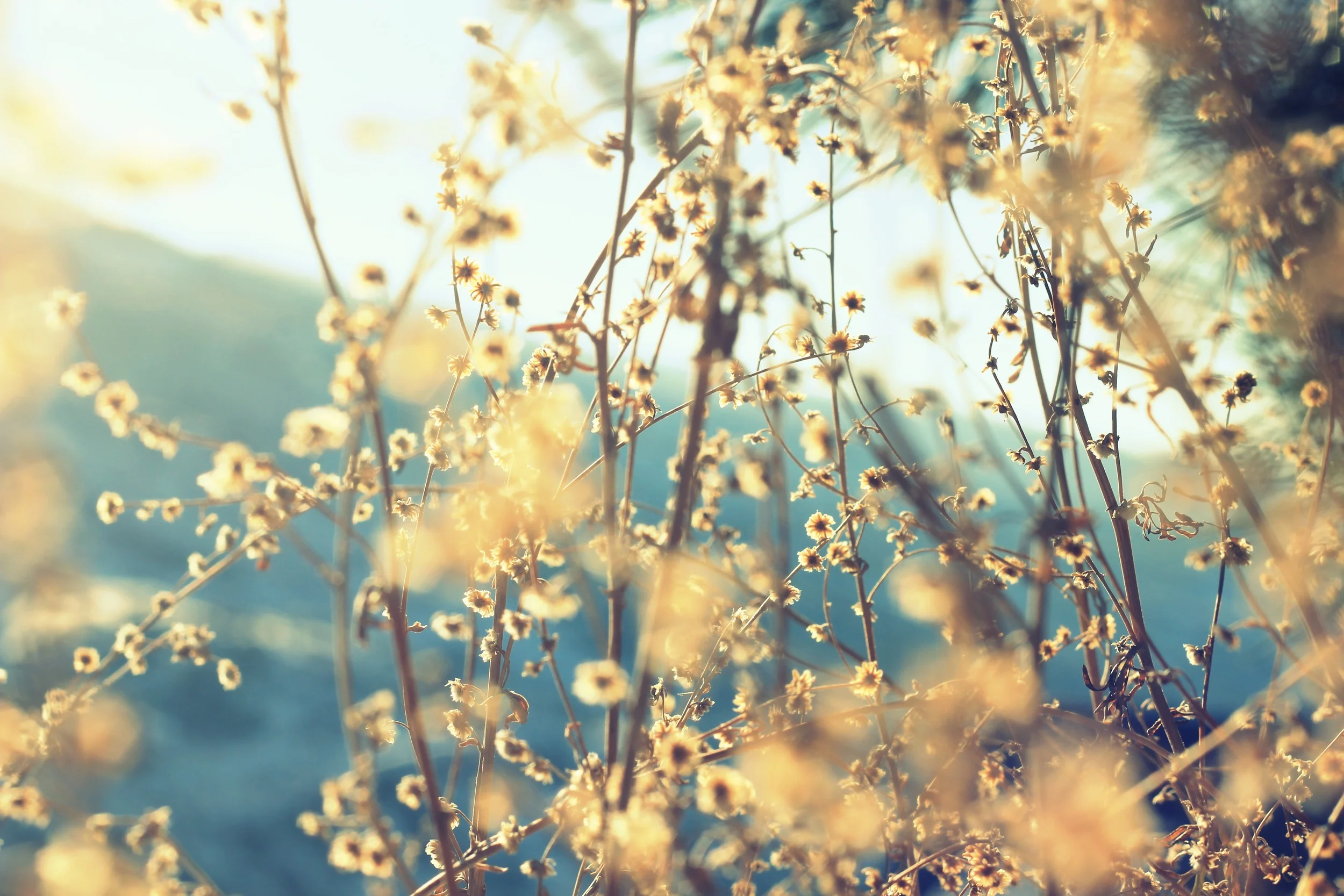 Old Fashion Day & Fellowship Meal