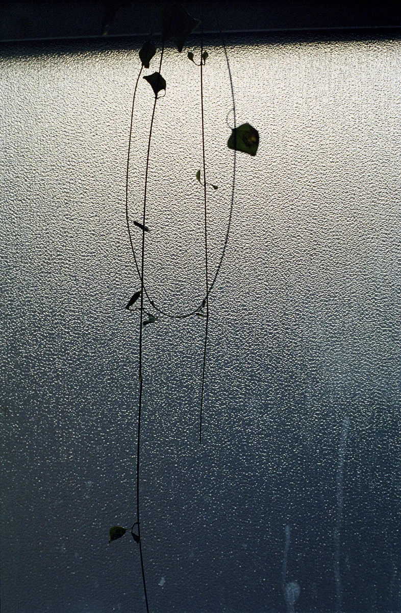 window.444.jpg