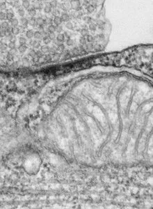   Tess Mezzetta   Administrative assistant 