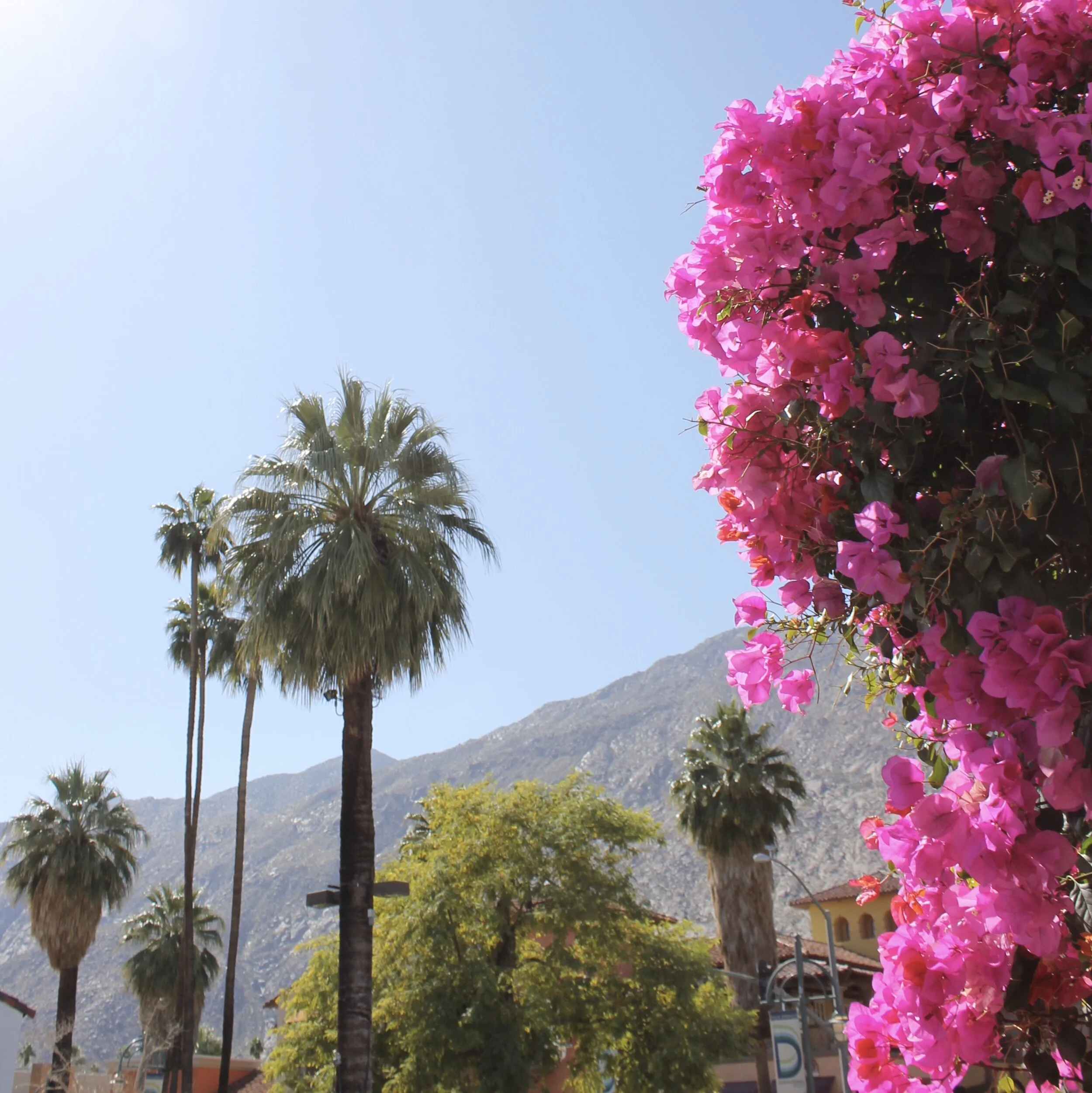 Palm Springs Flowers.jpeg