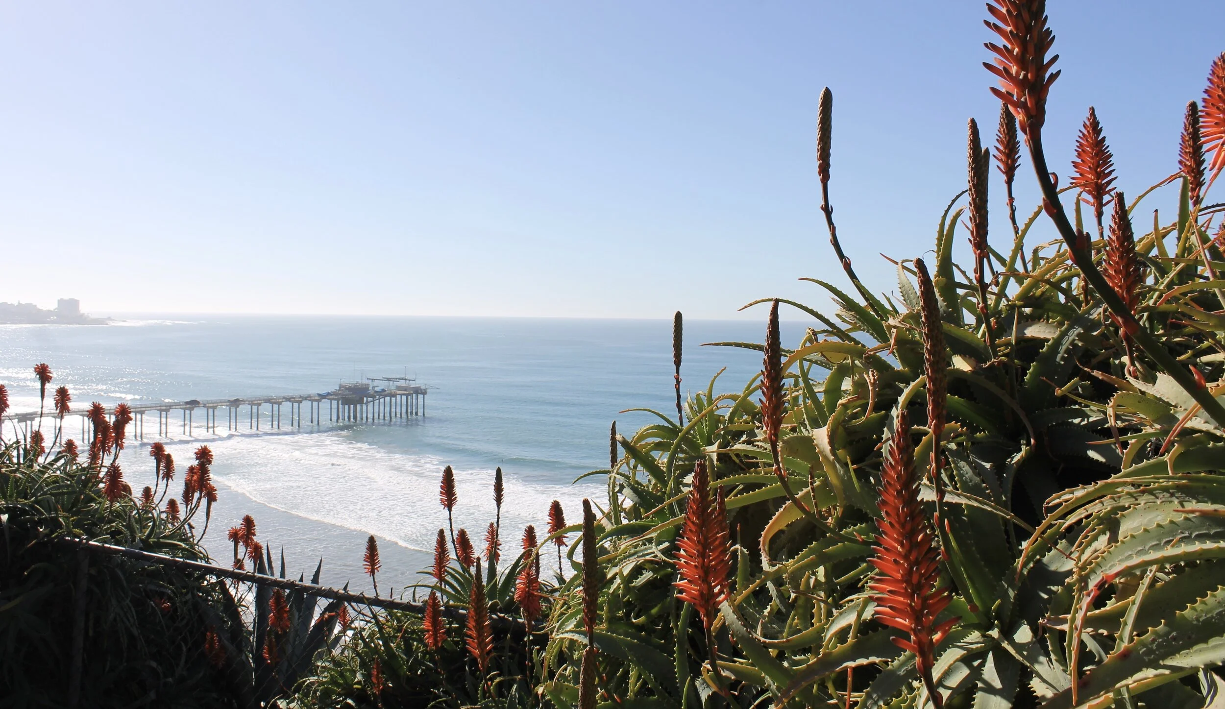 San Diego Flowers.jpeg