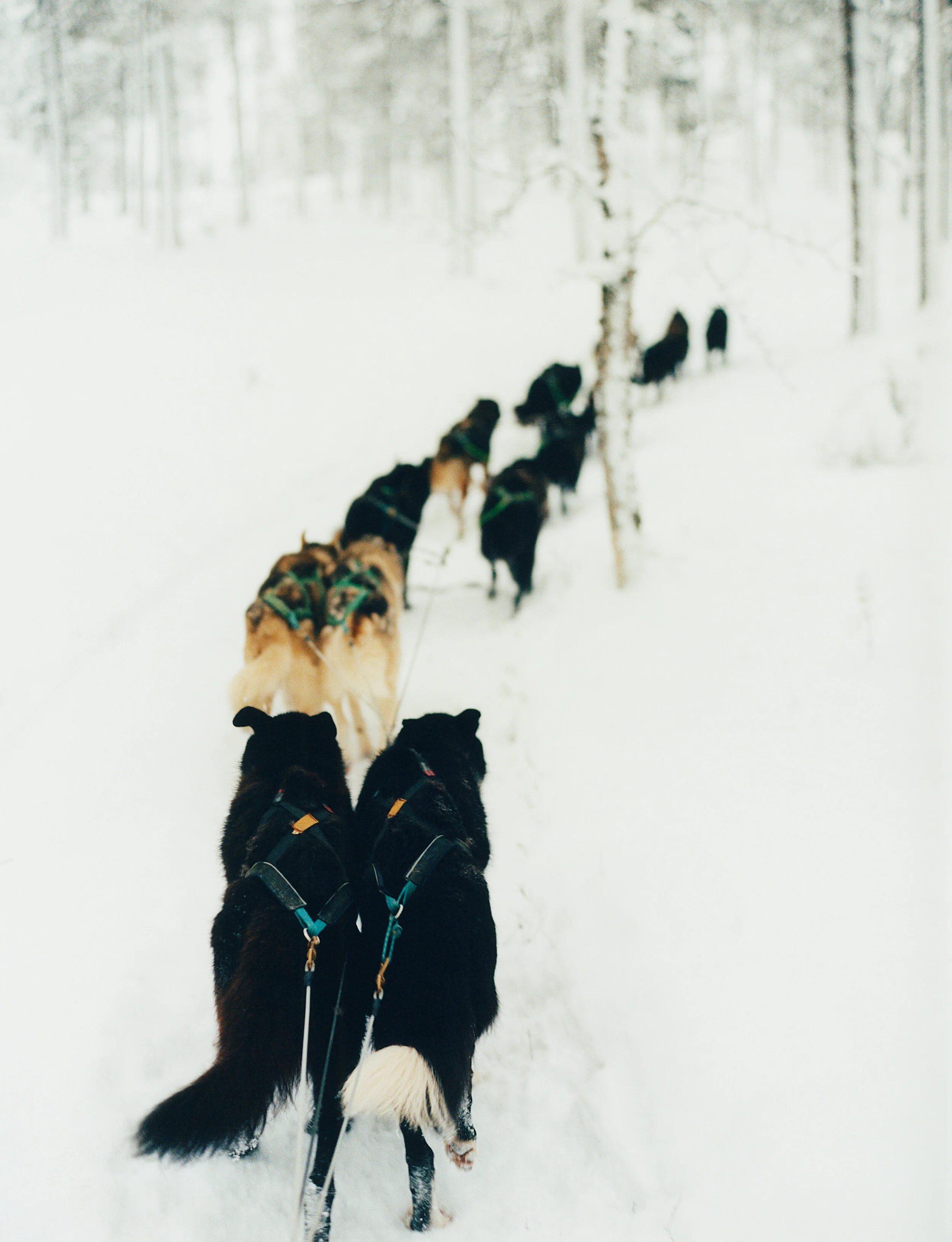 LAPLAND_004.jpg