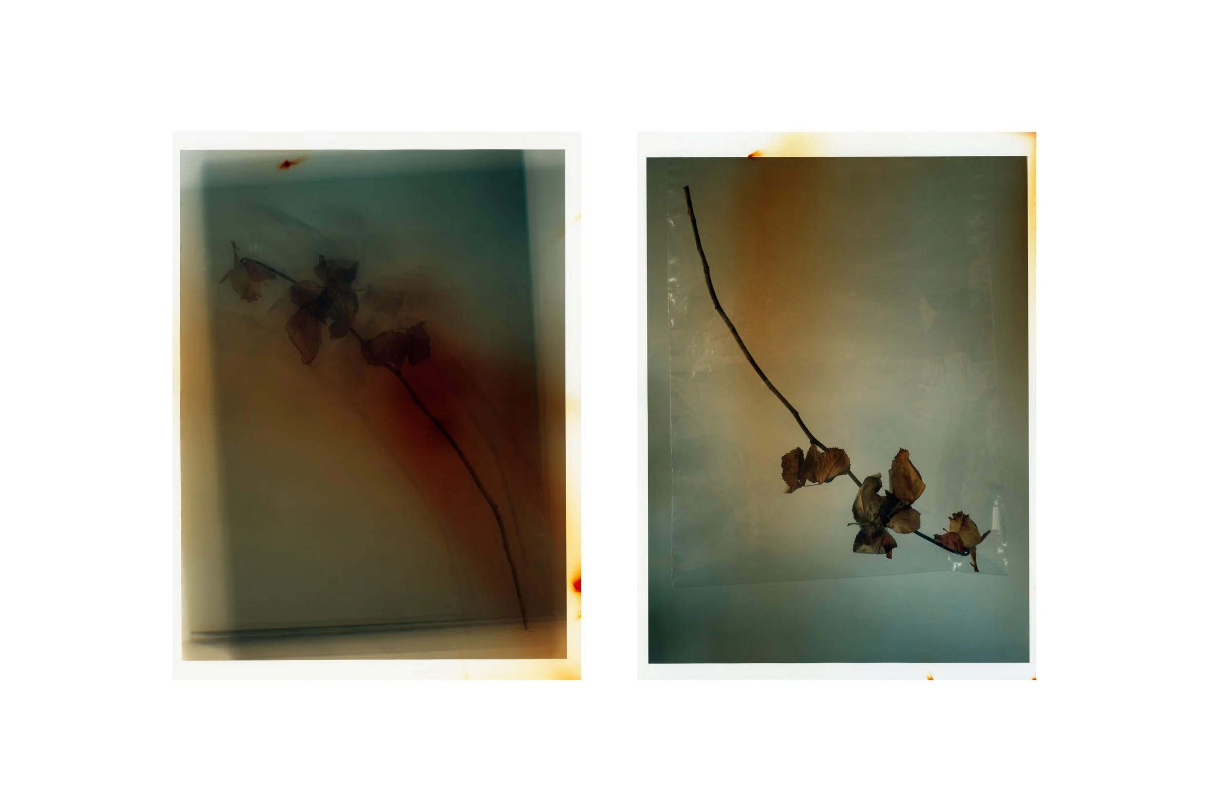 RORY_PAYNE_FLORA_PRINTS.jpg