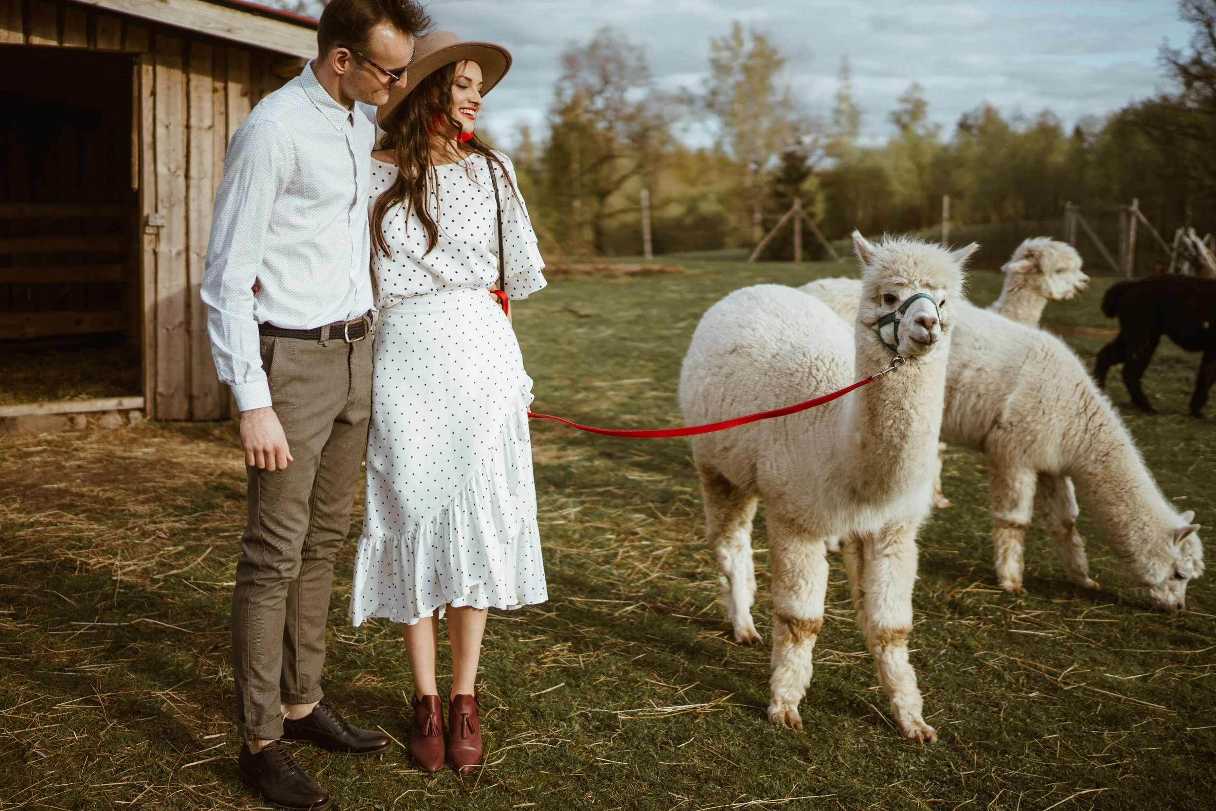 7Alpaca.jpg