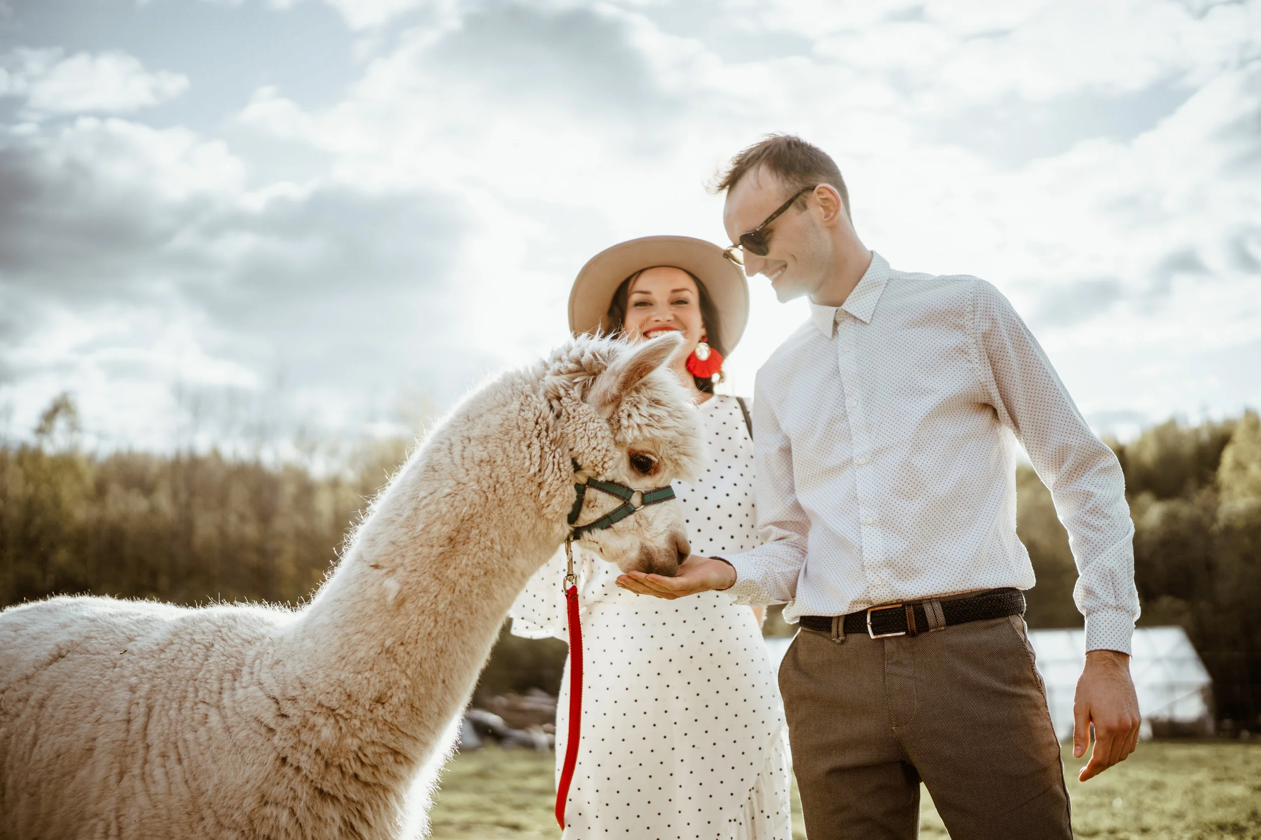 11Alpaca.jpg