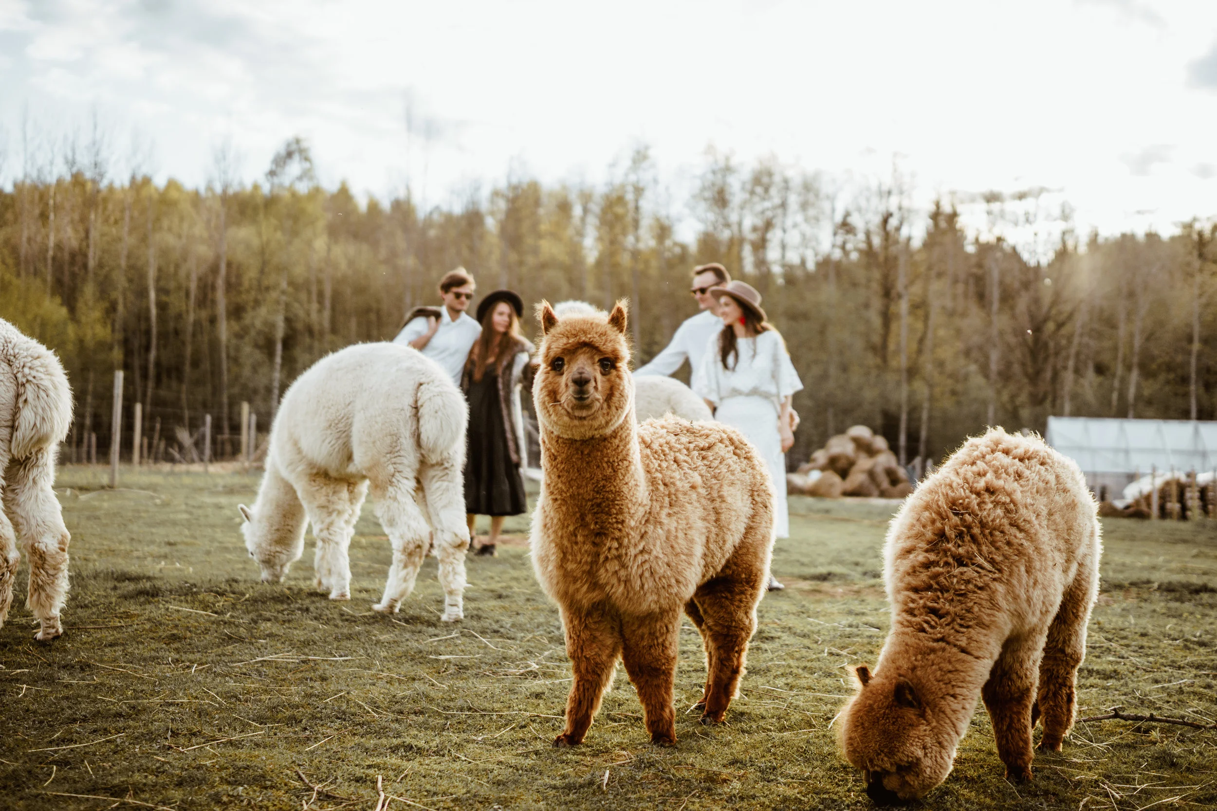 37Alpaca.jpg