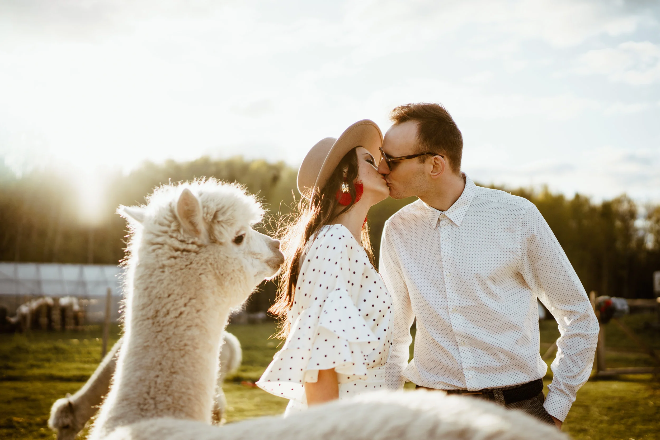 53Alpaca.jpg