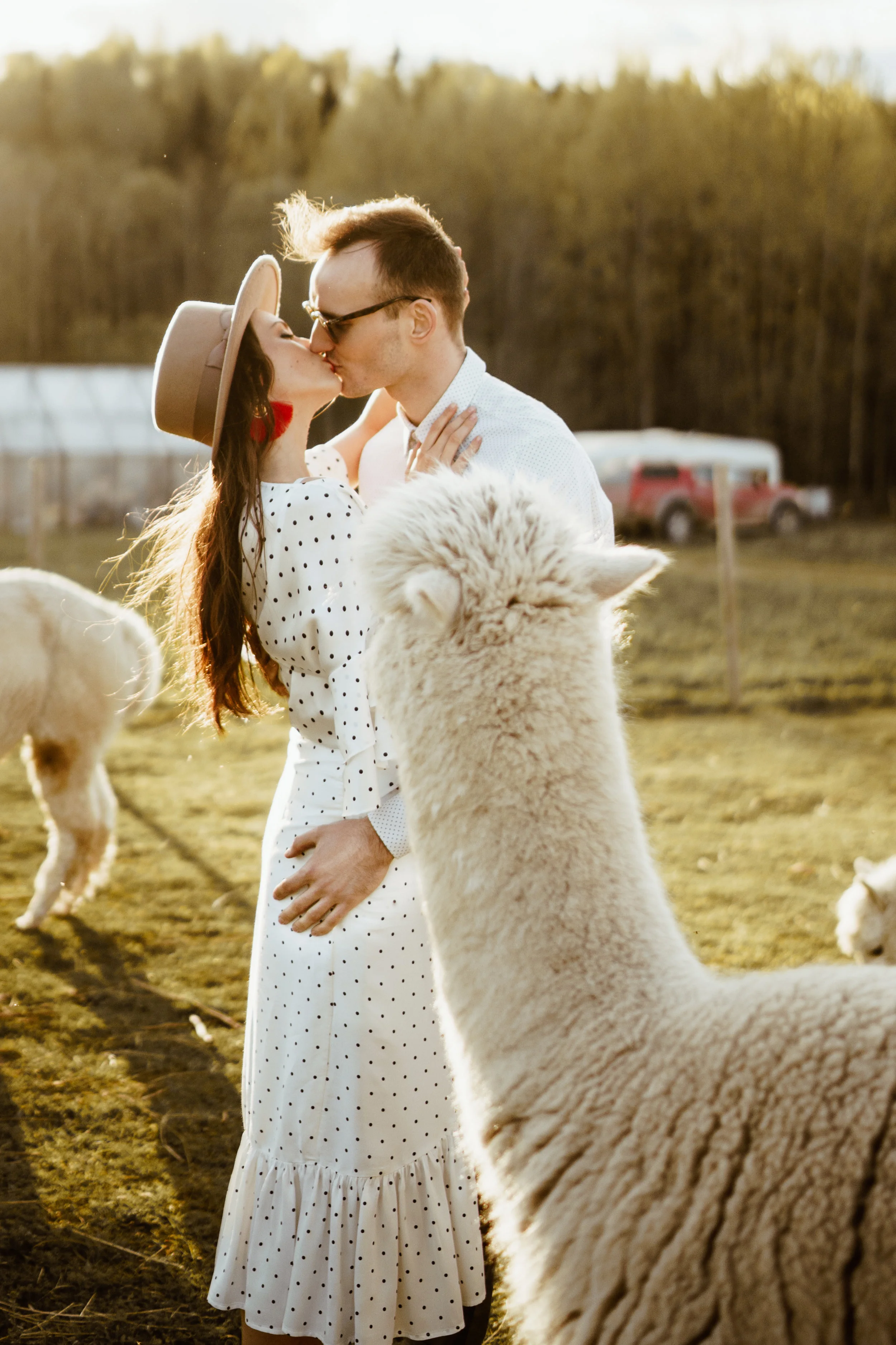 55Alpaca.jpg