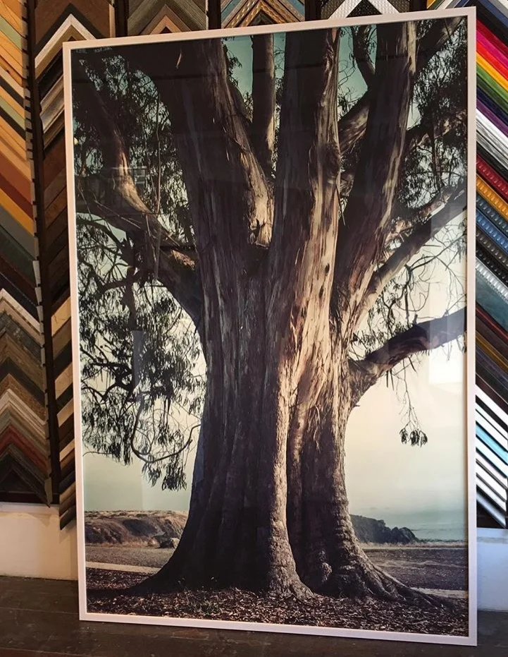 Framing a photograph of a tree