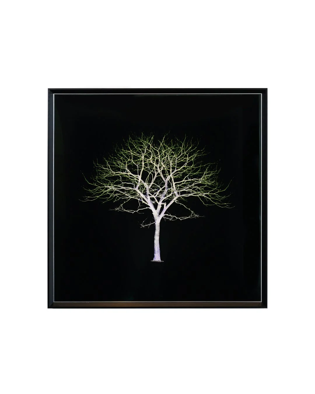 tree at night--2.jpg
