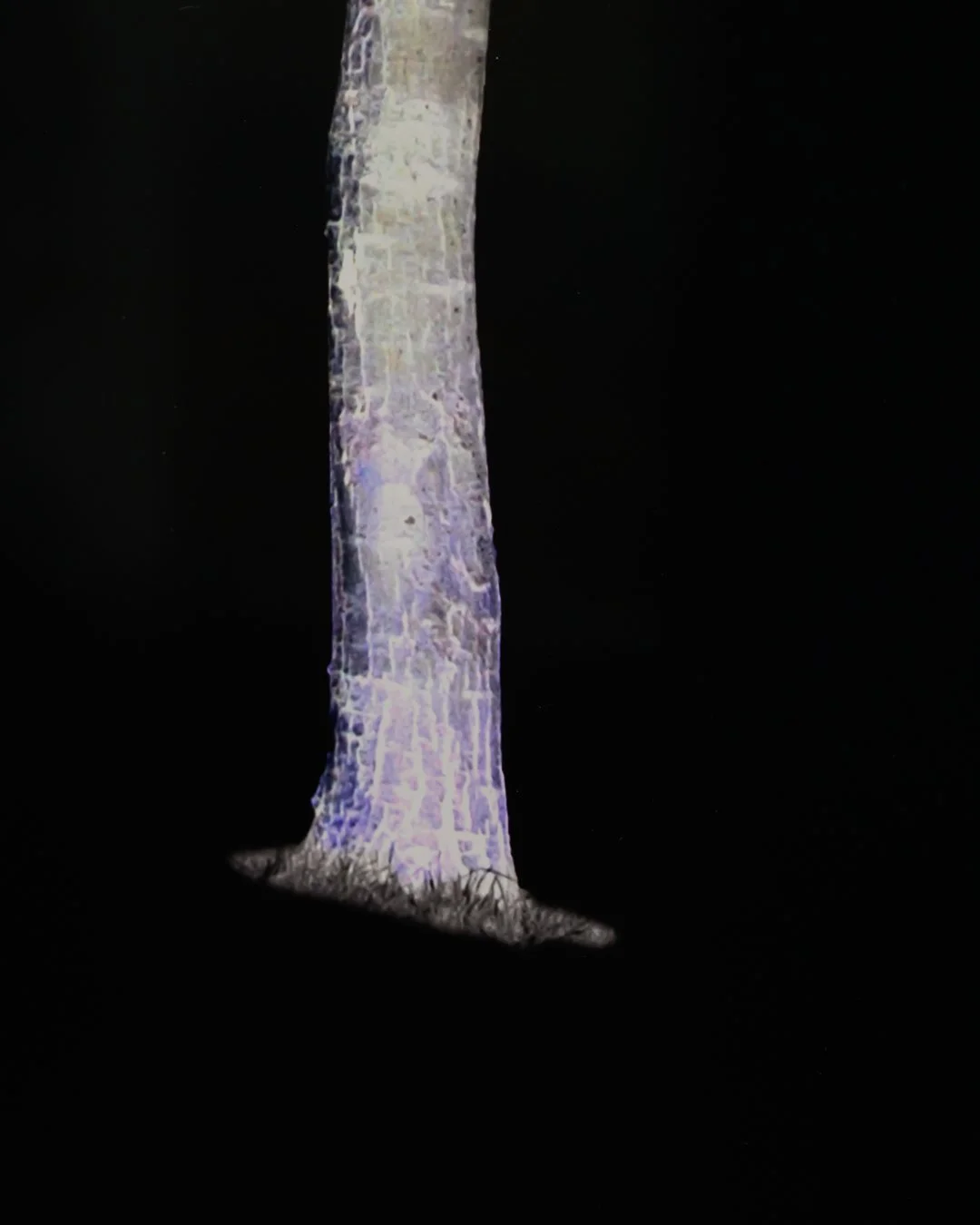tree at night-87222.jpg