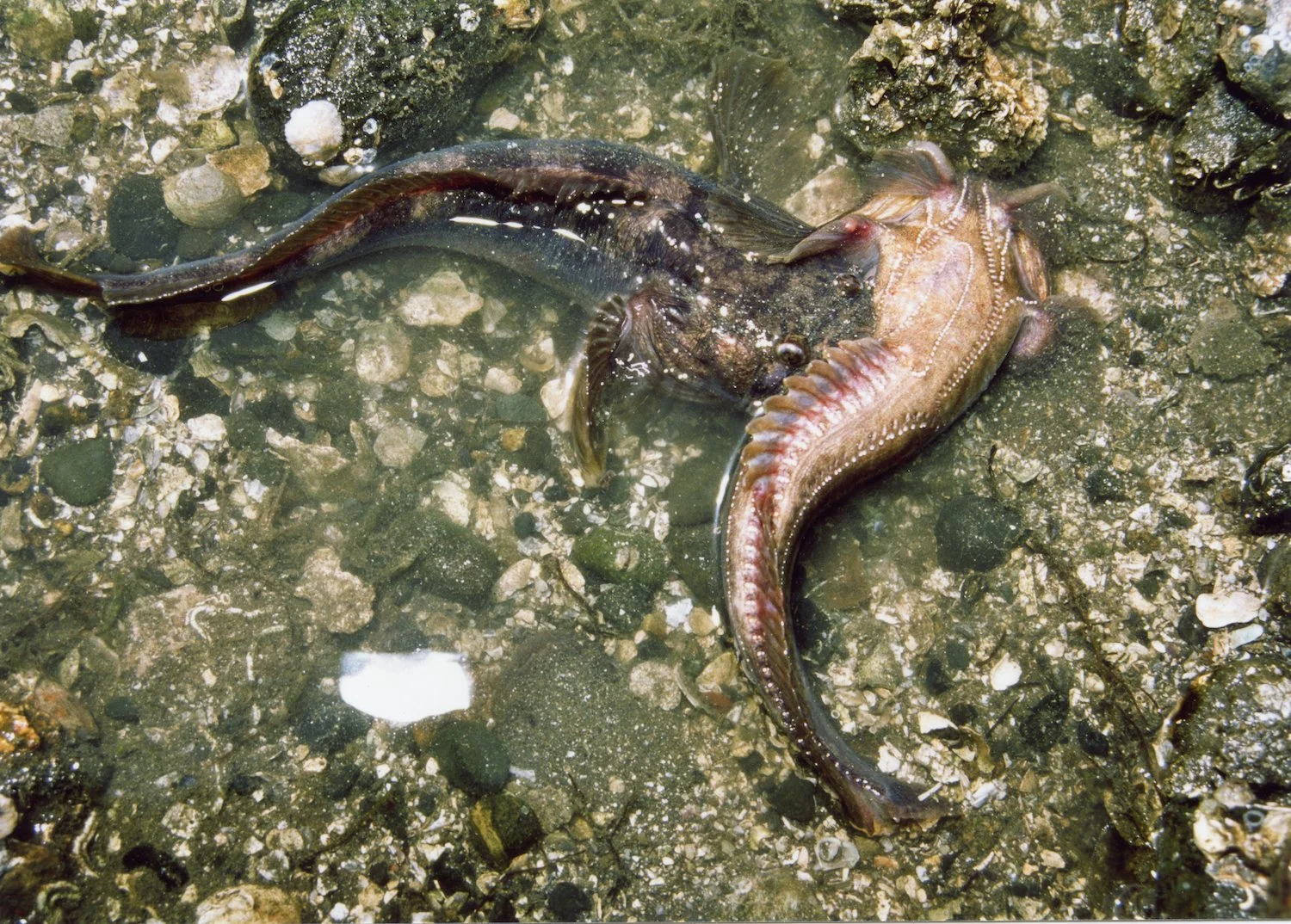 Two type I male midshipman fighting over nesting territory