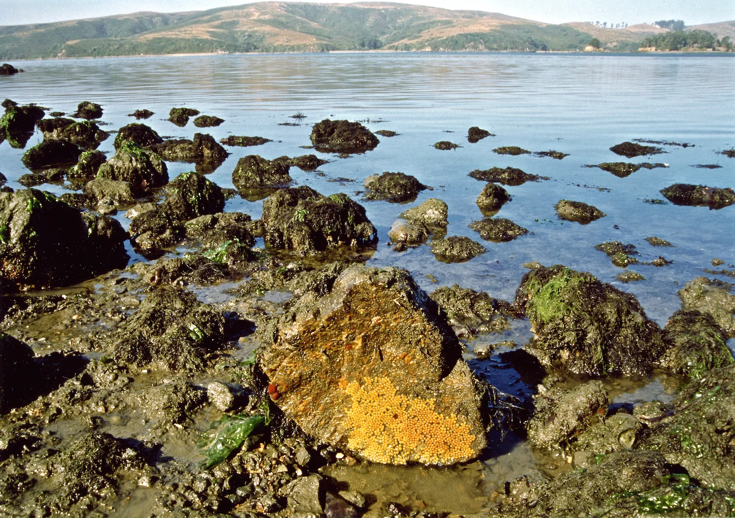 Midshipman eggs in an overturned nest