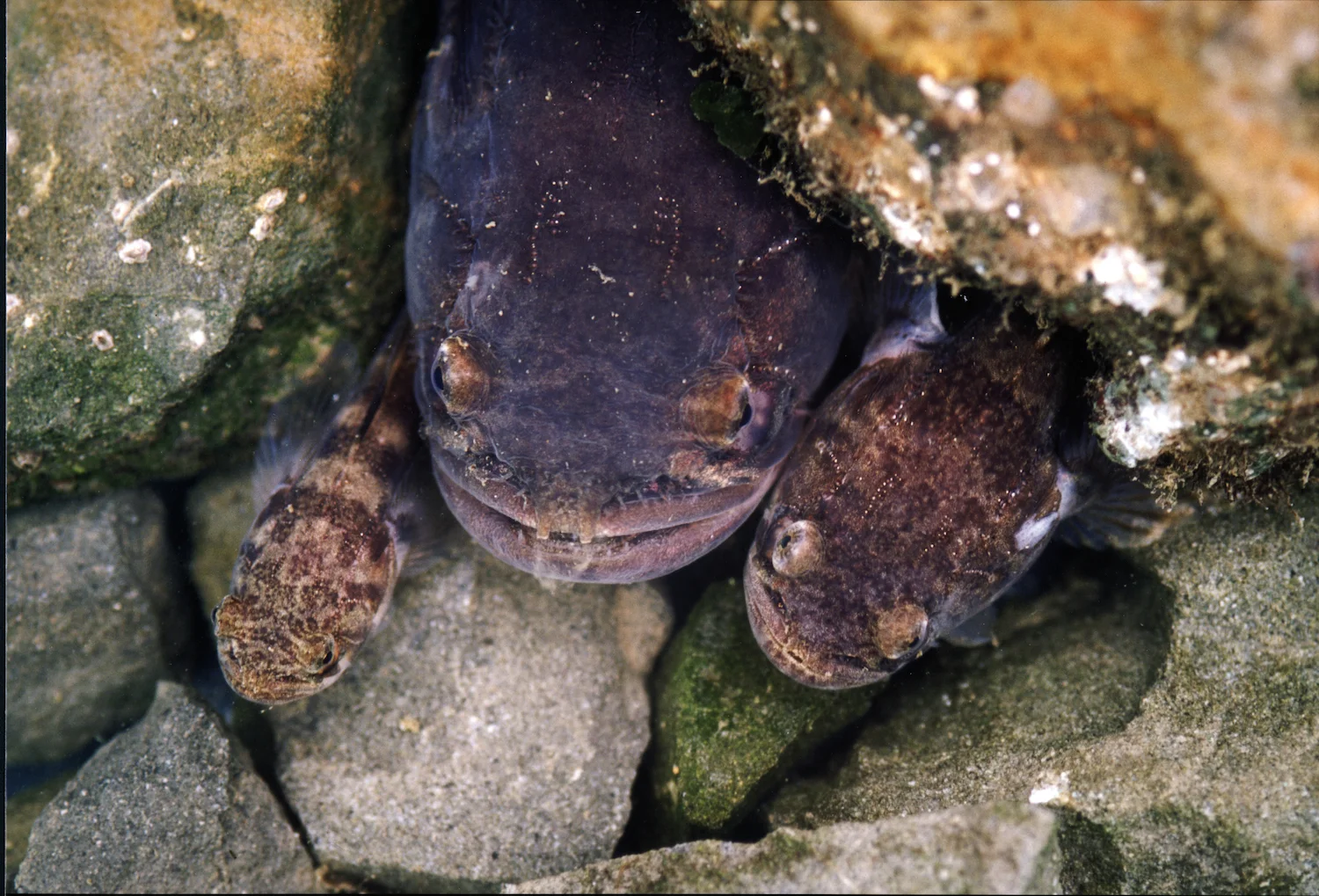 Type II male, type I male, and female midshipman in a nest