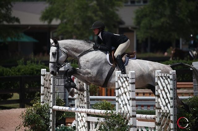 Jacey Albaugh won the Medal, Maclay, and a class in the Junior Hunters at Tryon this past weekend!
.
.
.
.
.
@jacey129 📷 @sportfot.photovideo 
#grandprixtutoring #grandprixtutoringstudents #horse #tryoninternationalequestriancenter #tryon #equitatio