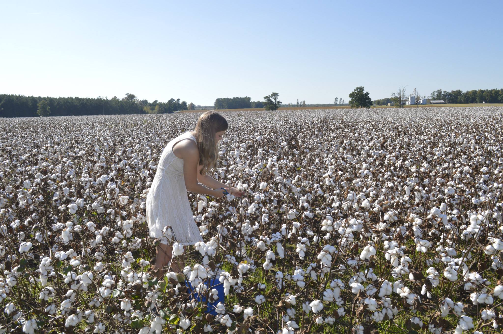 picking cotton.jpg