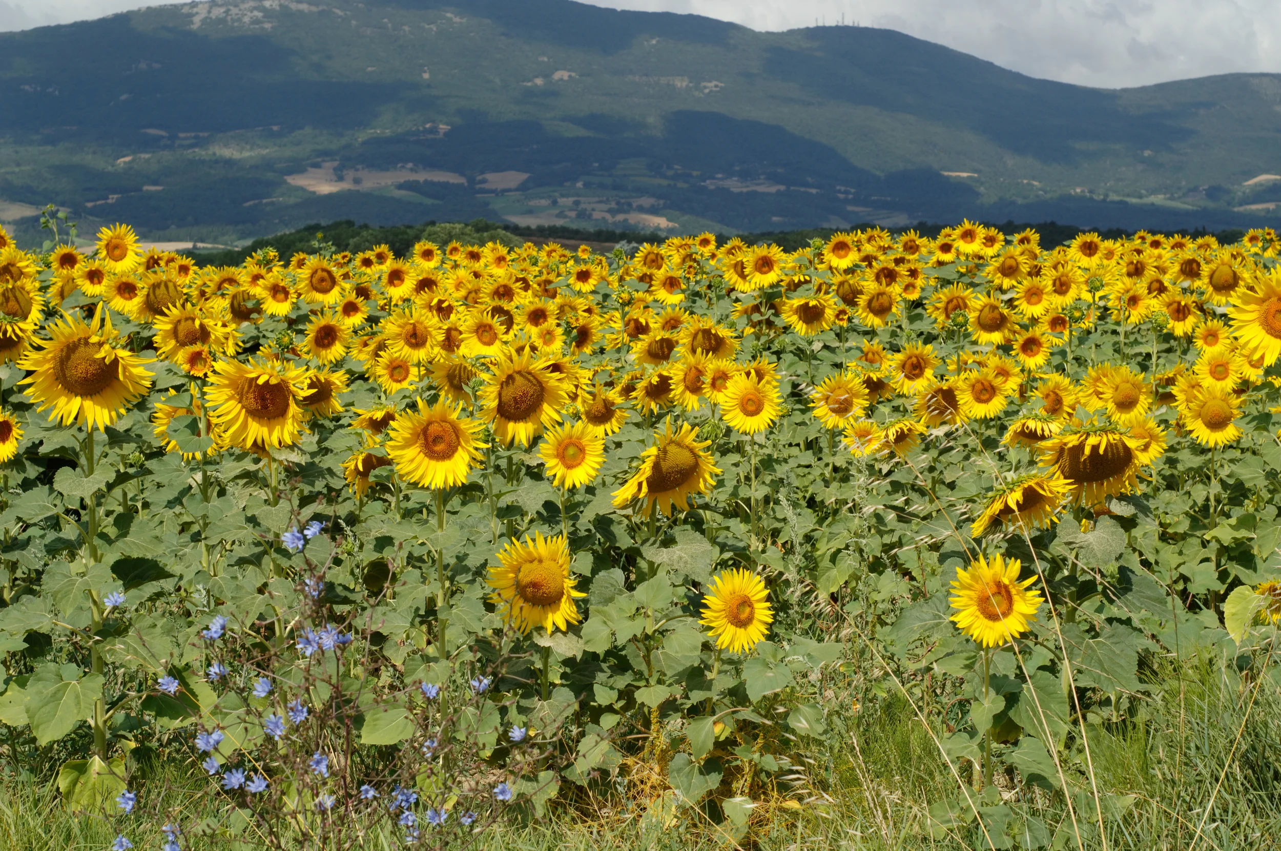 Toscane 135_0807_AD.jpg