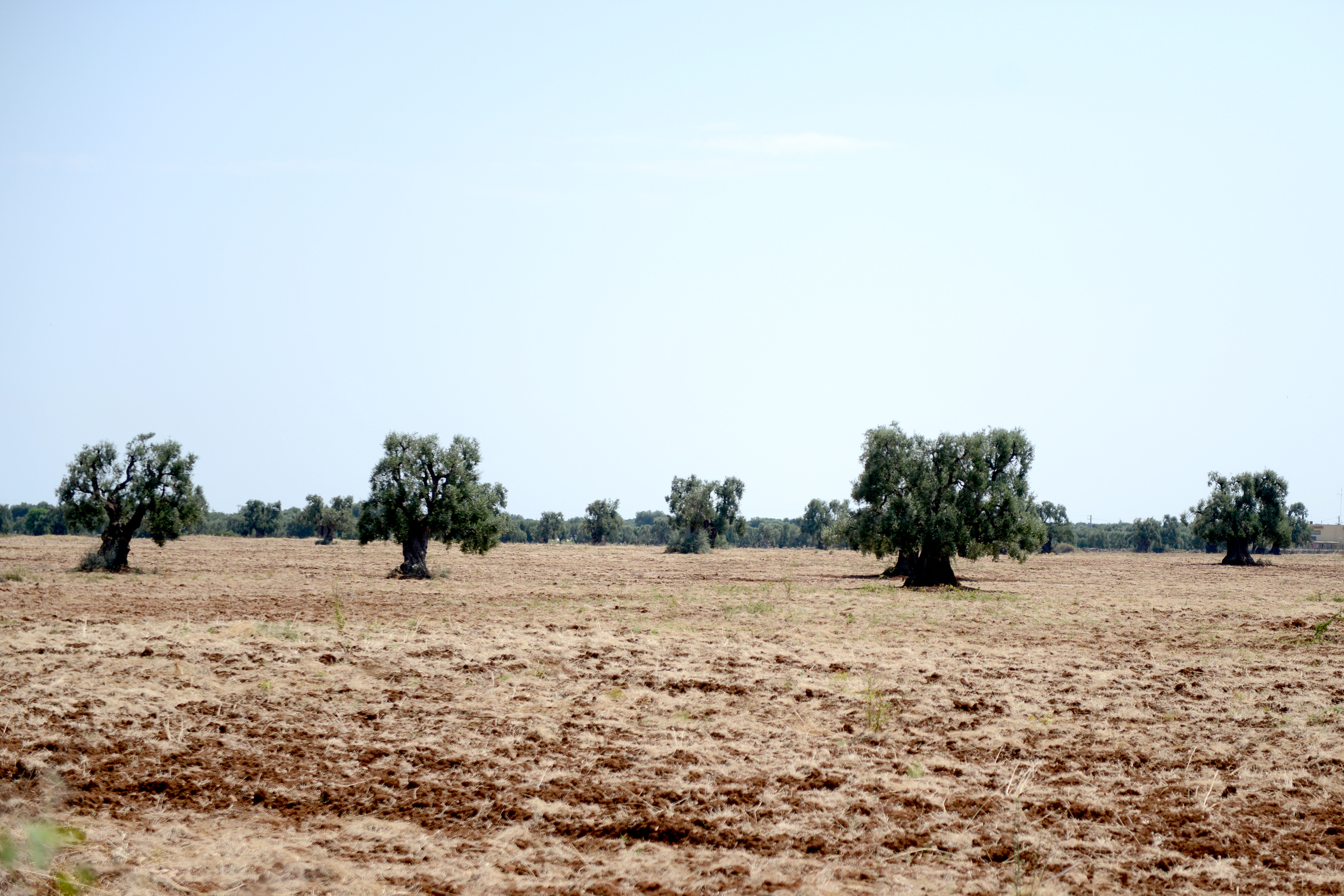 1233 Puglia_aug2015.JPG