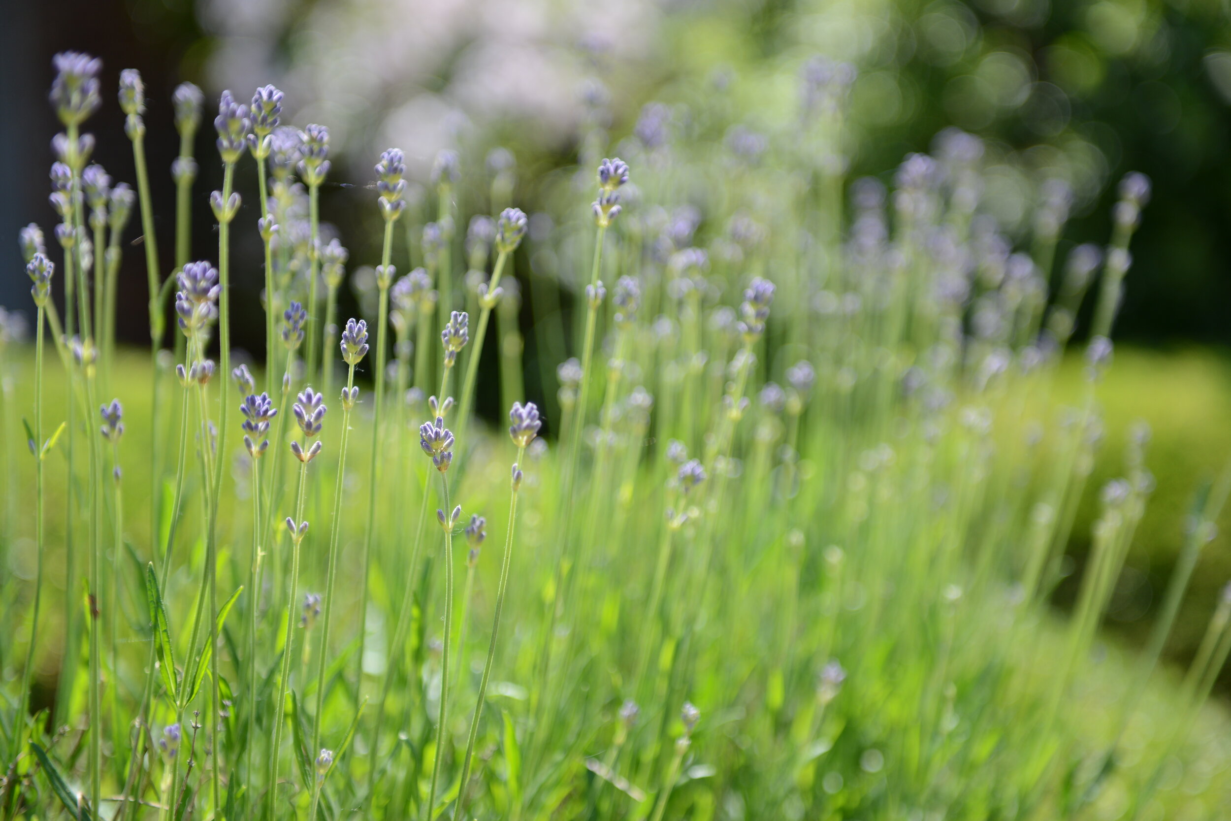 064 rozen_juni2015.JPG