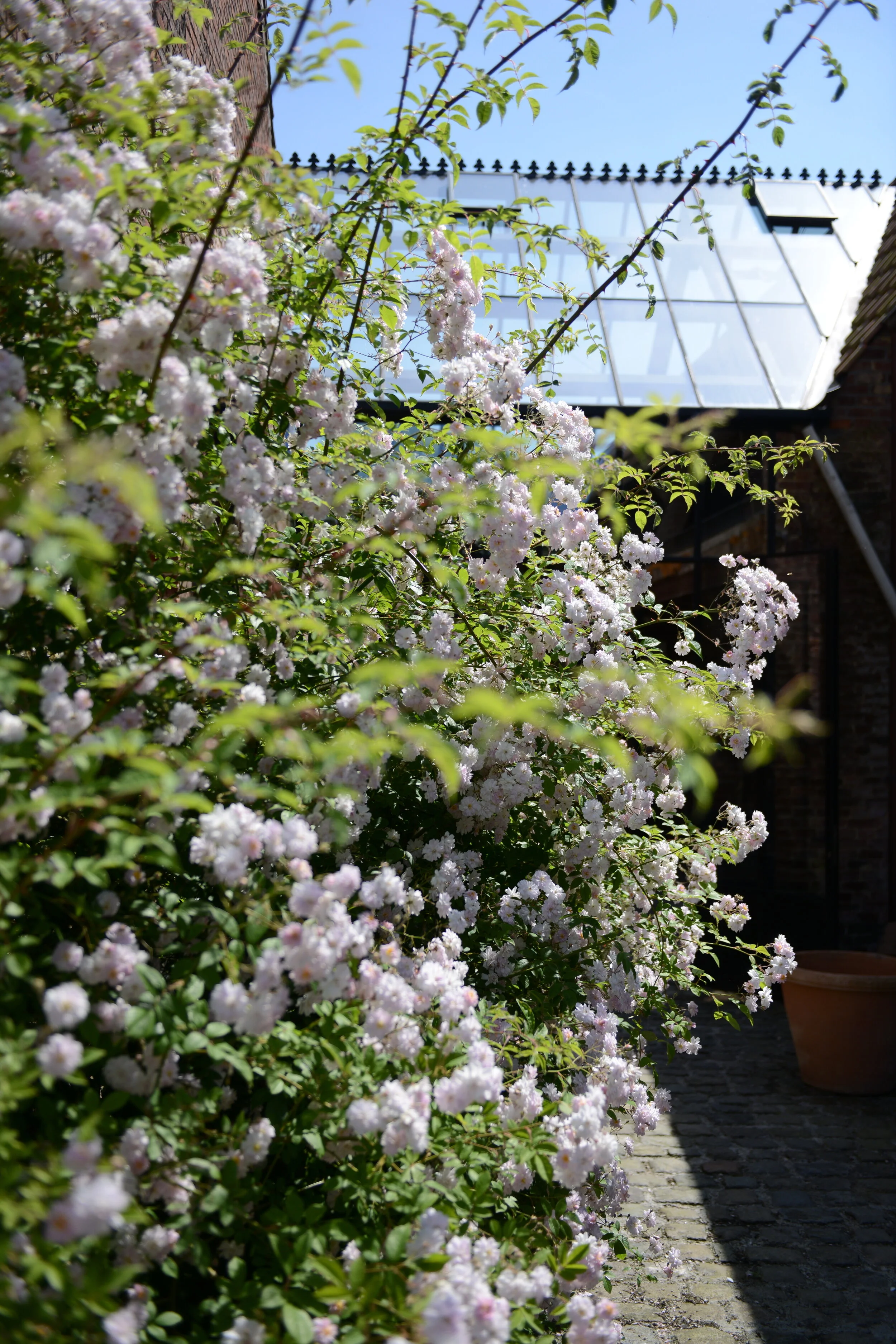 076 rozen_juni2015.JPG