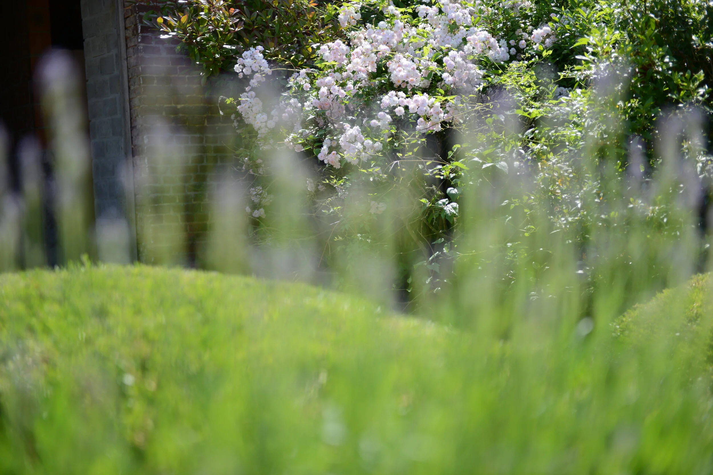 063 rozen_juni2015.JPG