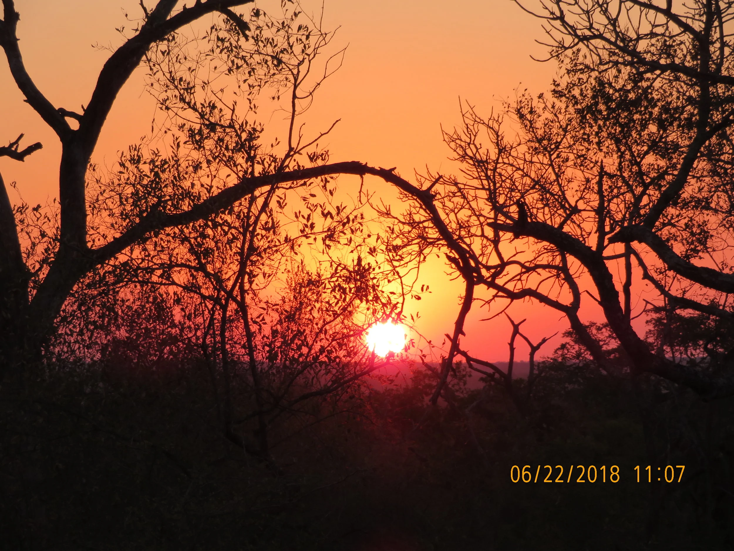 South African Safari
