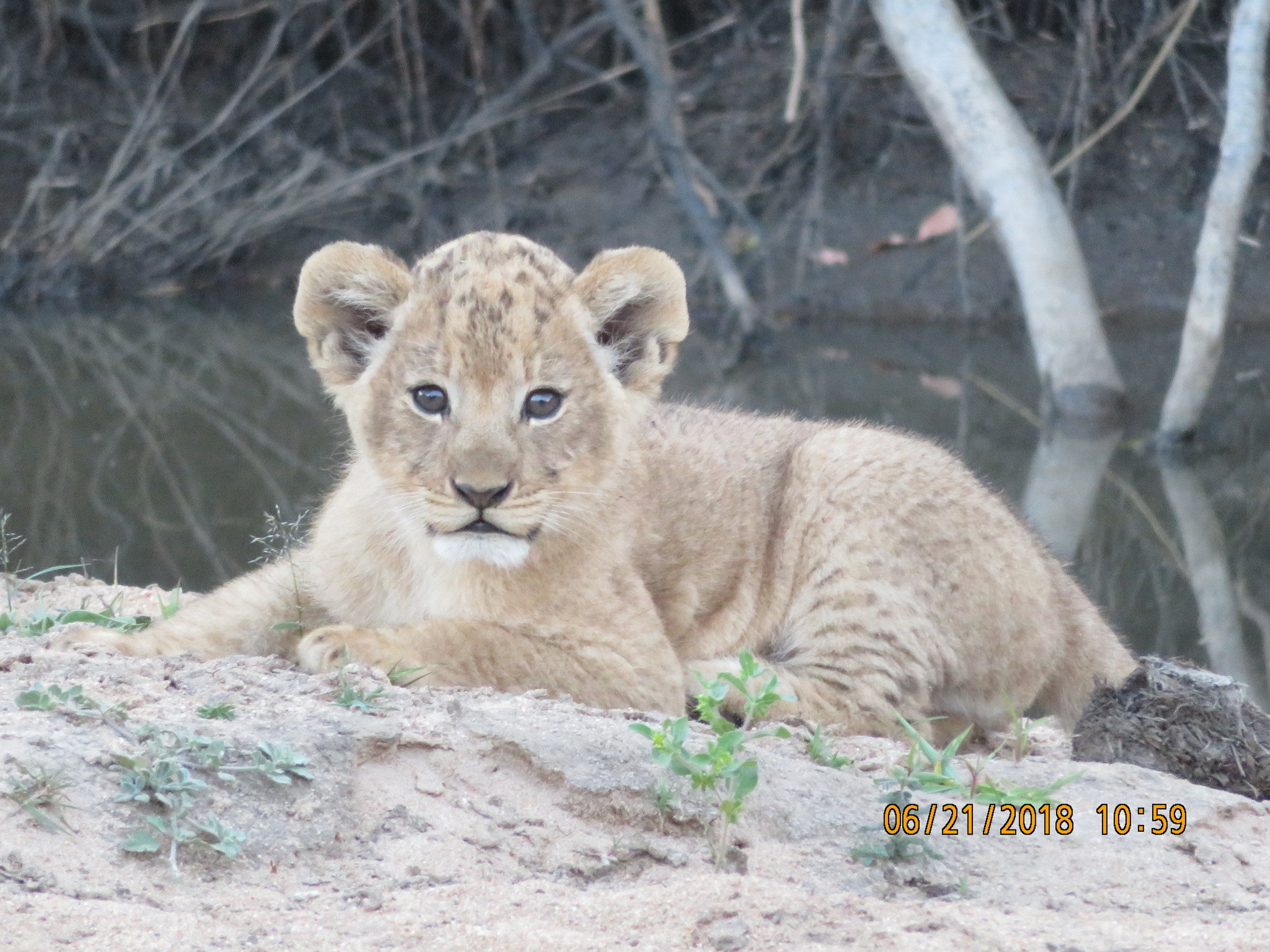 LIon Cub.JPG