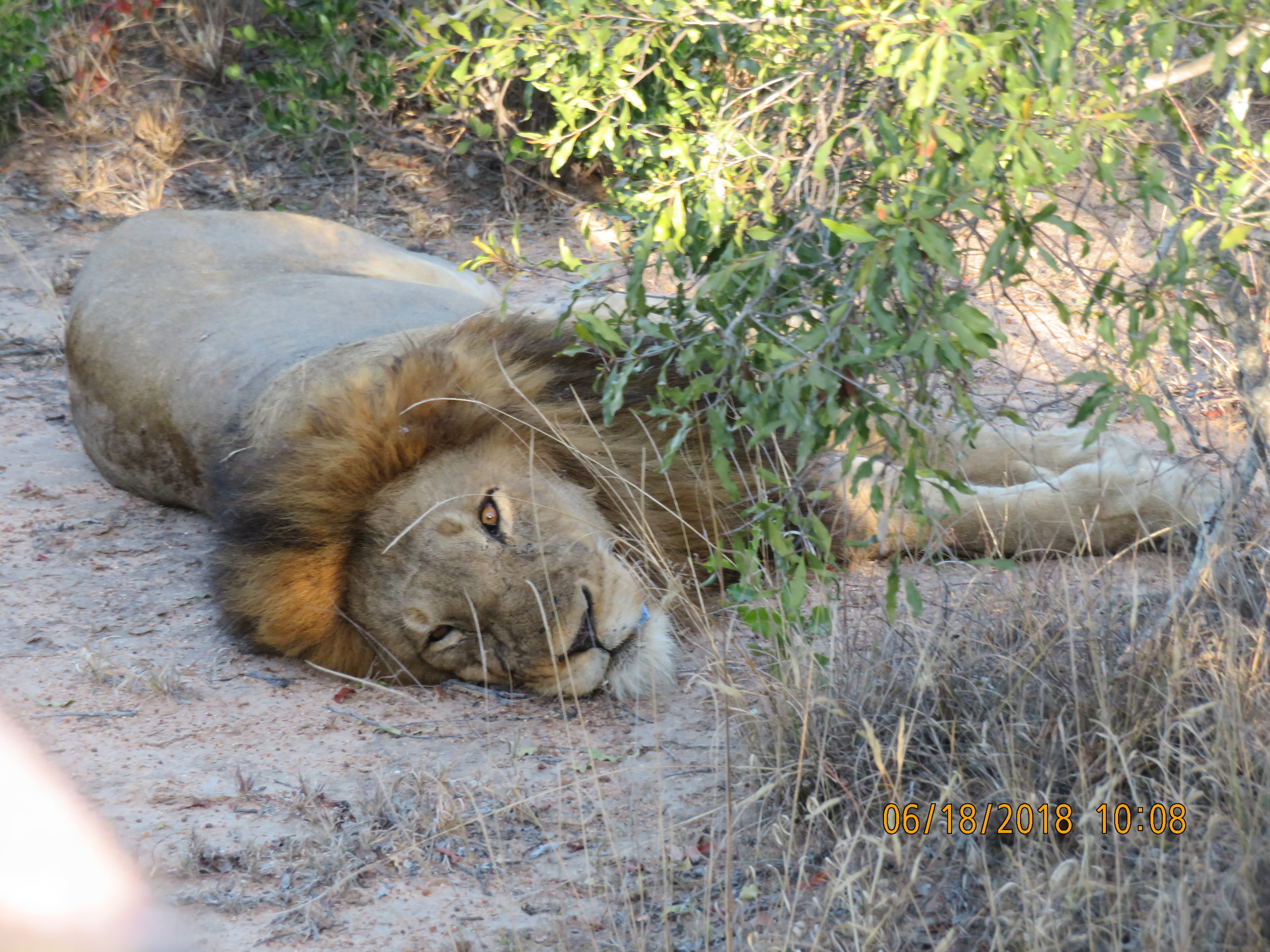 Sleepy Lion.JPG