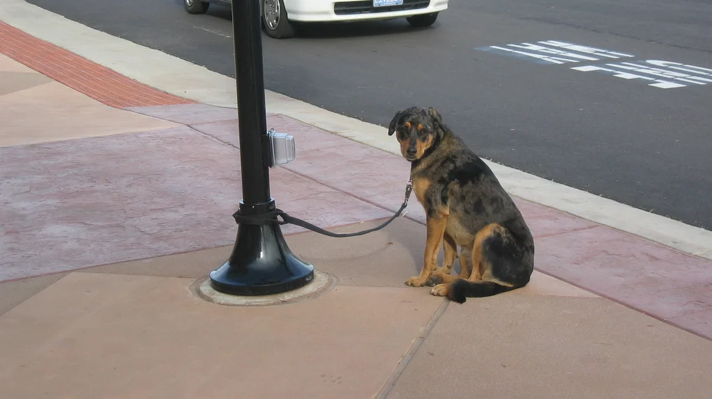 tan_dogwaiting.jpg