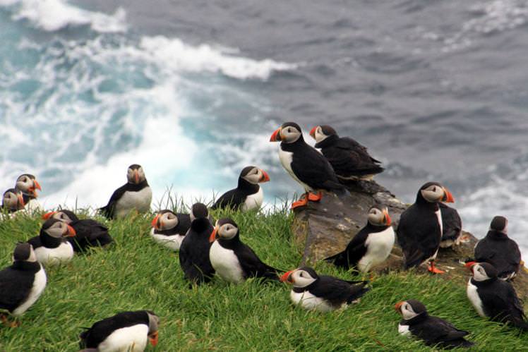 Puffins nesting on Mykines. (Image: DavideGorla)