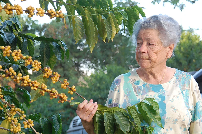 A Brazilian woman harvesting local coffee beans