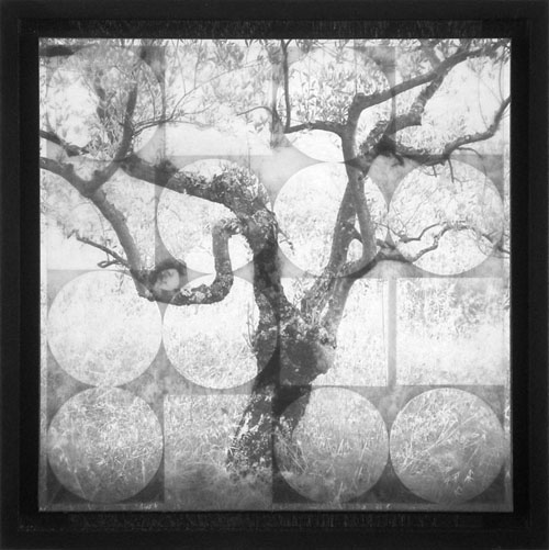 tree geometry 4.jpg