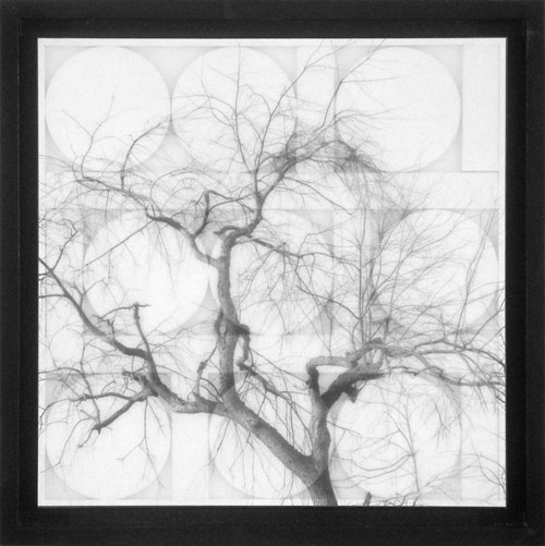 tree geometry 3.jpg
