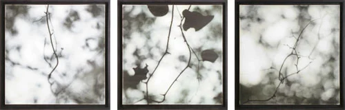 branches triptych.jpg
