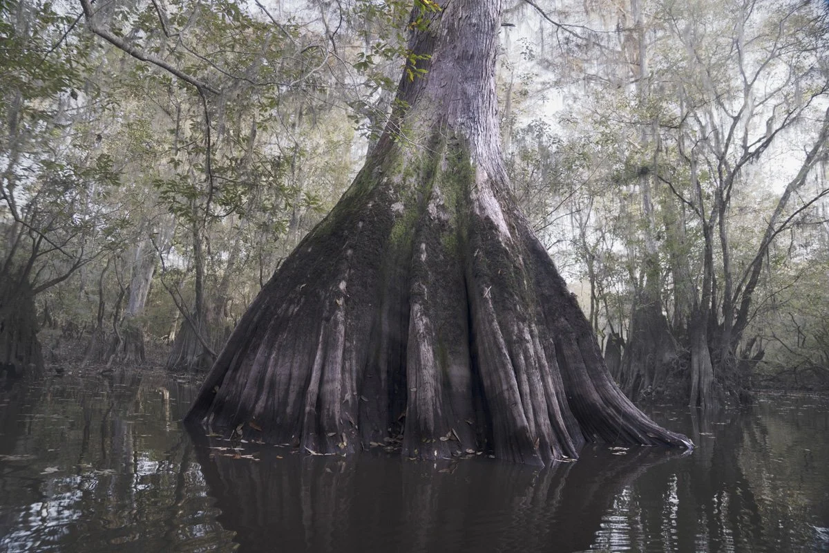 bald cypress trunk at Miller lake_1_1.jpg