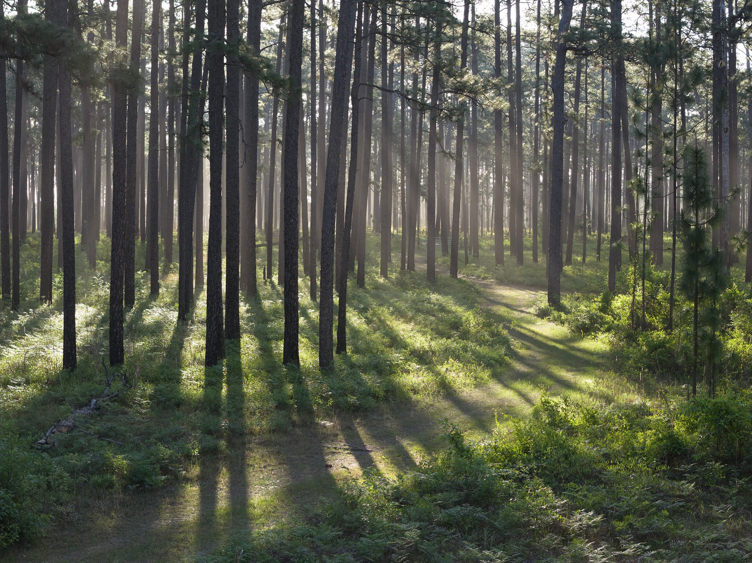 Longleaf Road.jpg