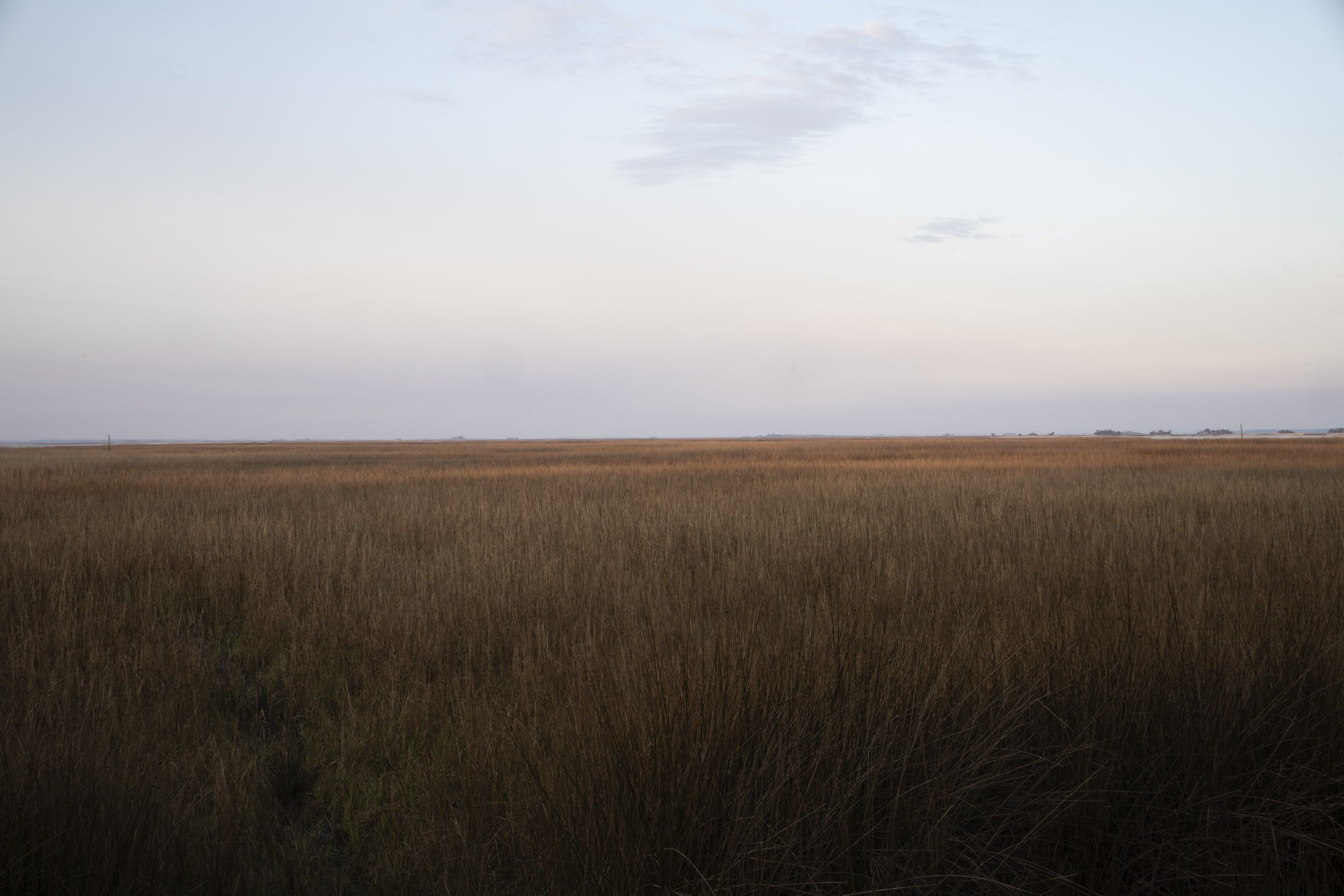 Smooth Cordgrass.jpg
