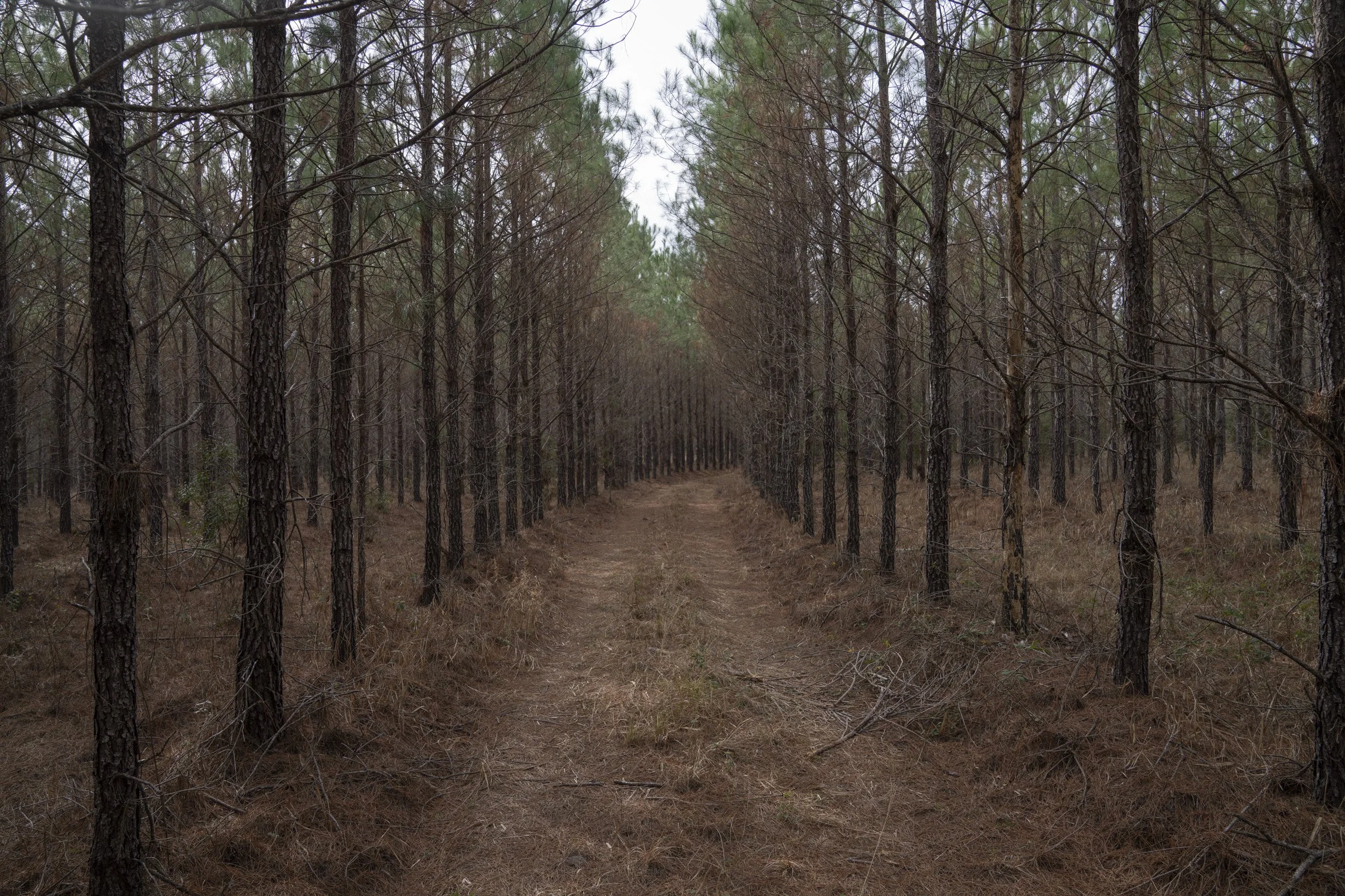 Forest Road.jpg