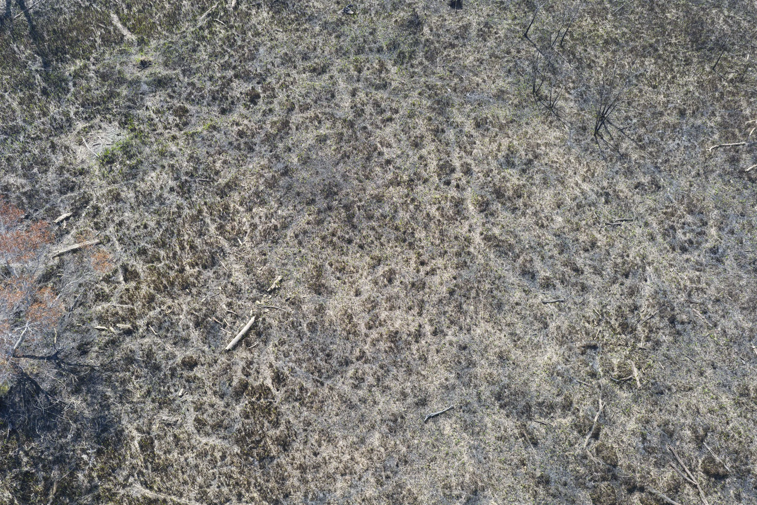 Sprouting Regrowth.jpg