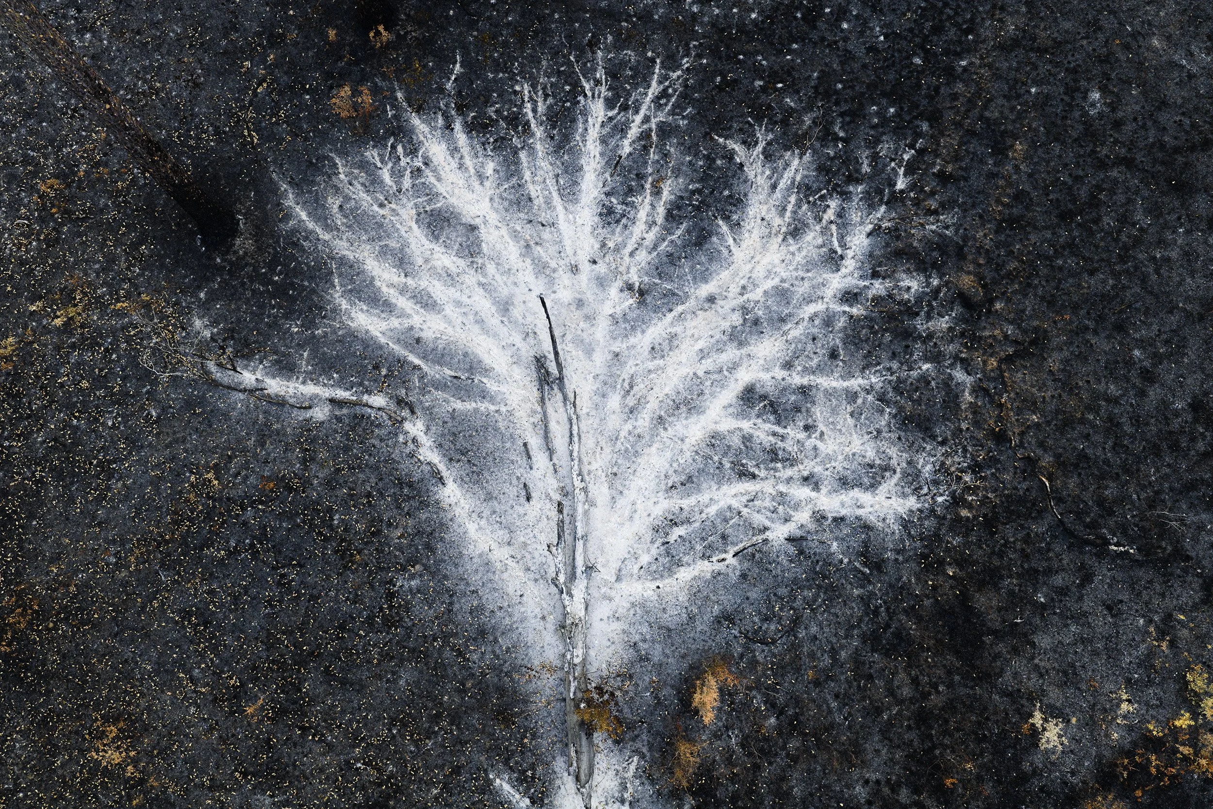 Tree Ash.jpg