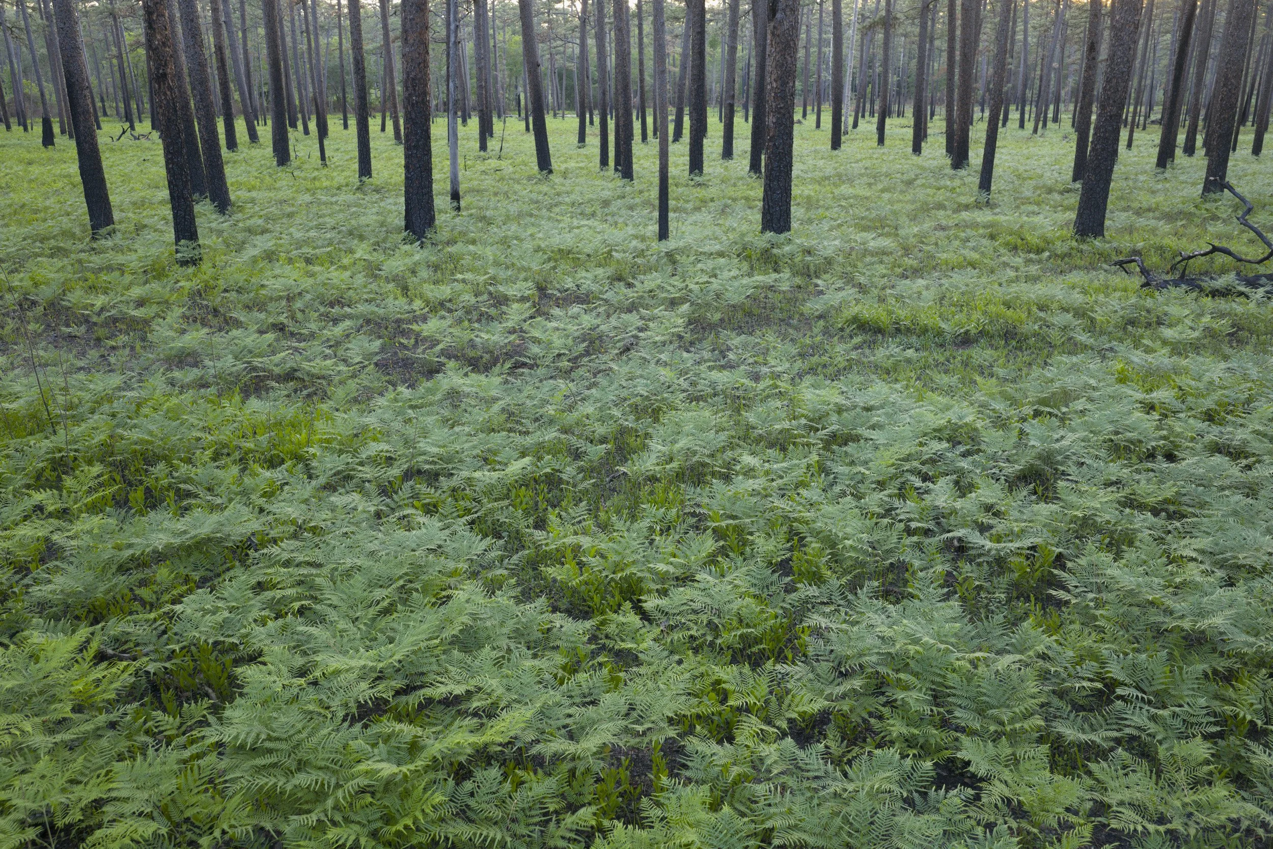 Ferns.jpg