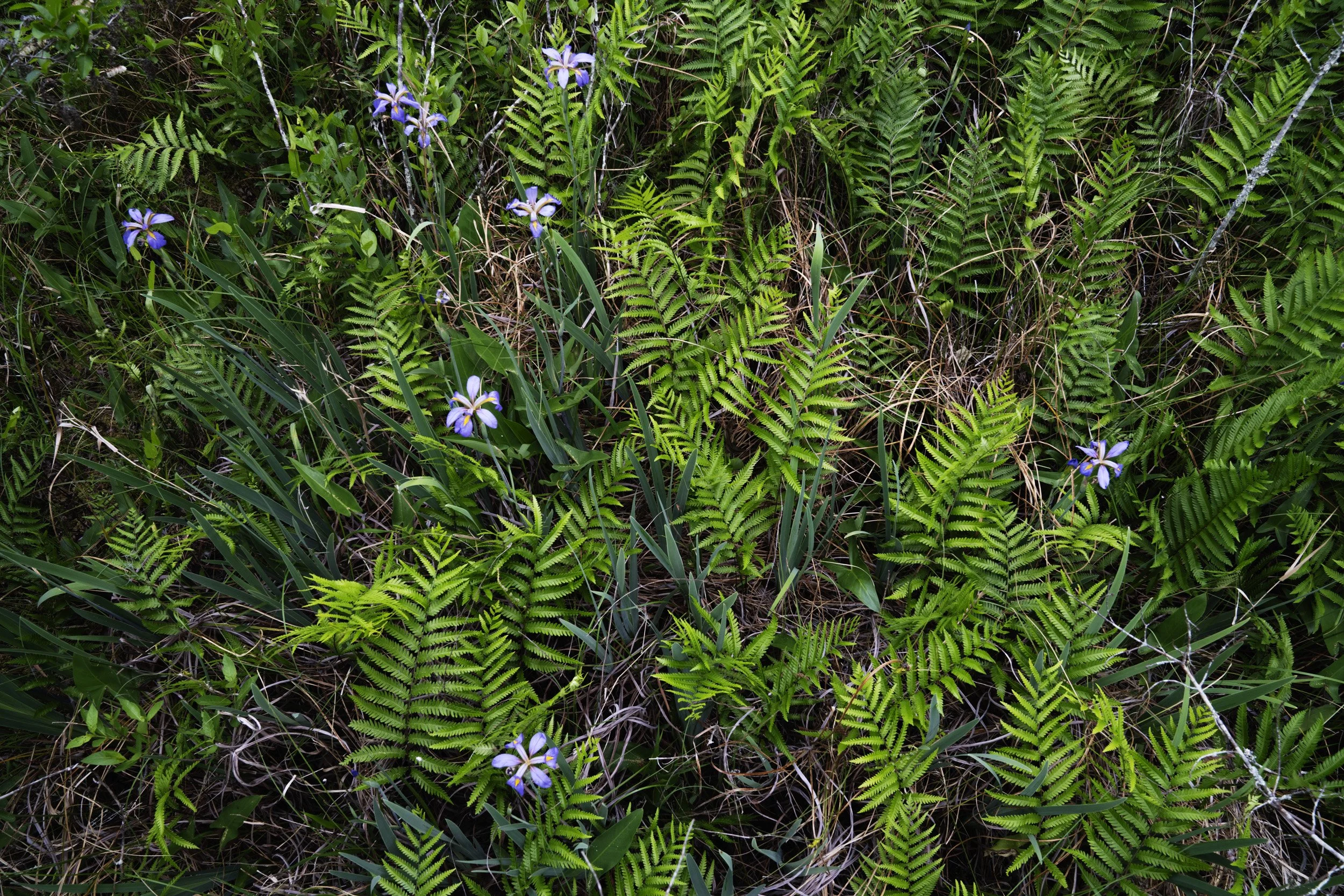 Swamp Iris.jpg
