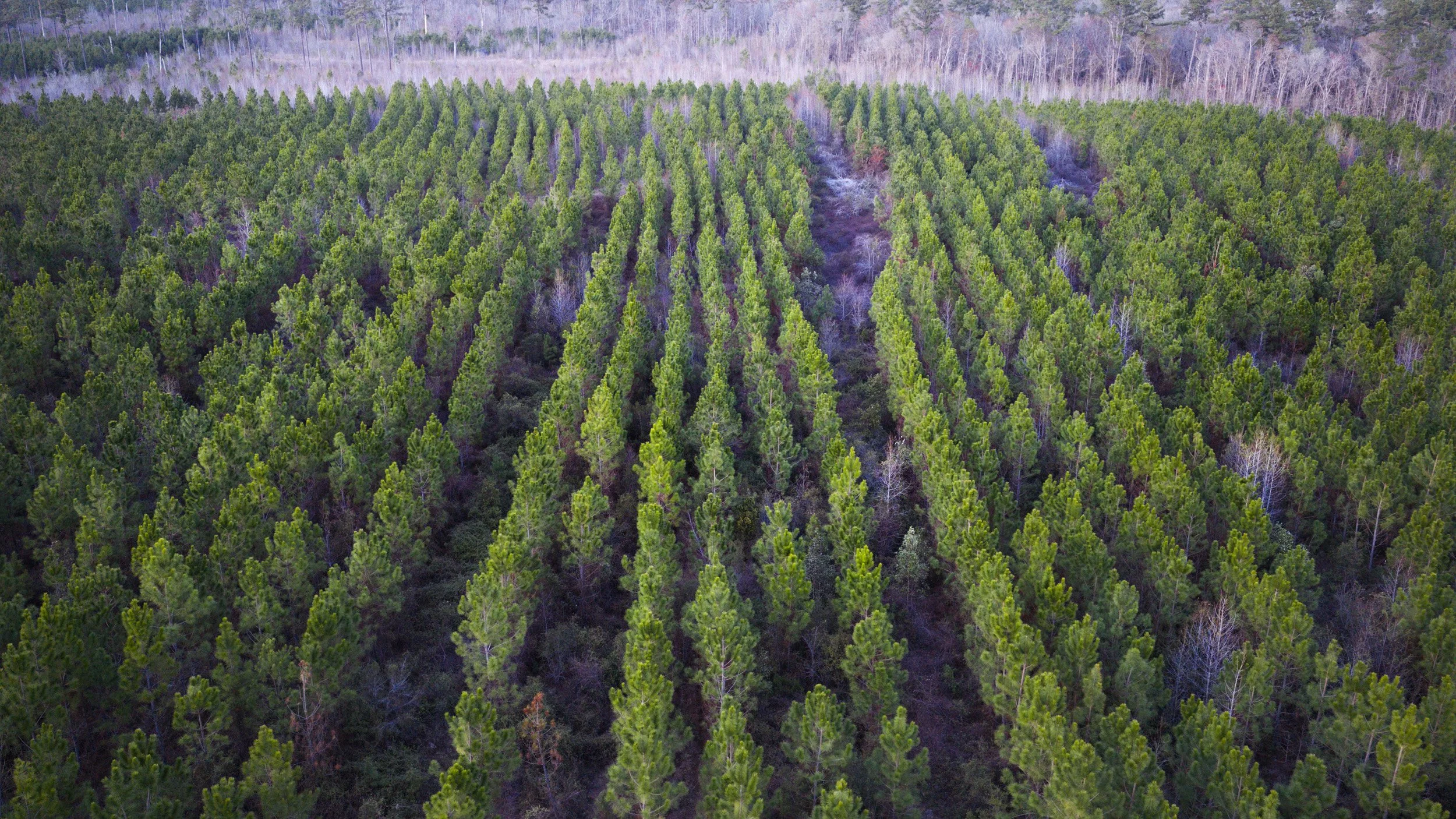 Loblolly Rows.jpg