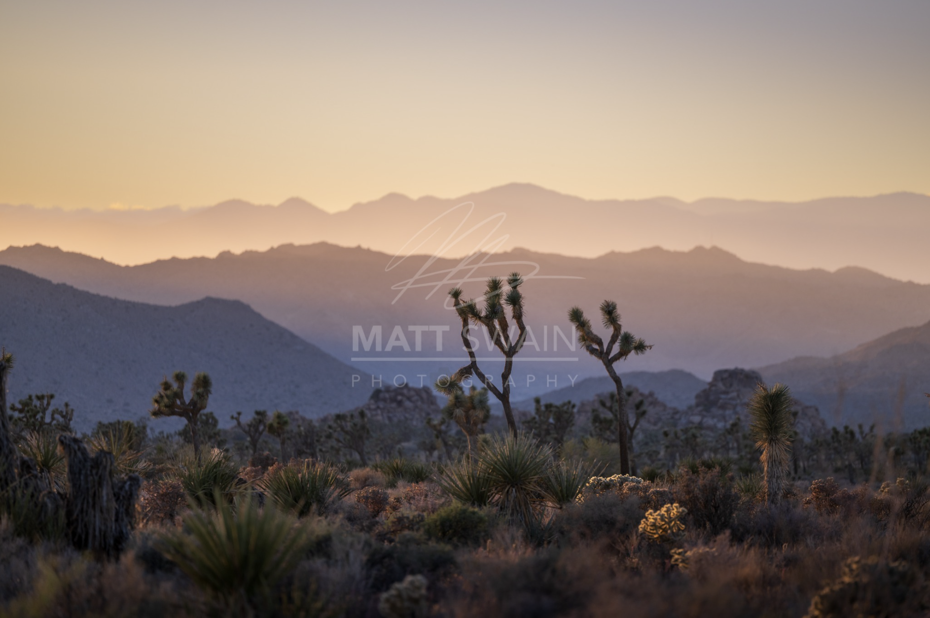 Desert Whimsy