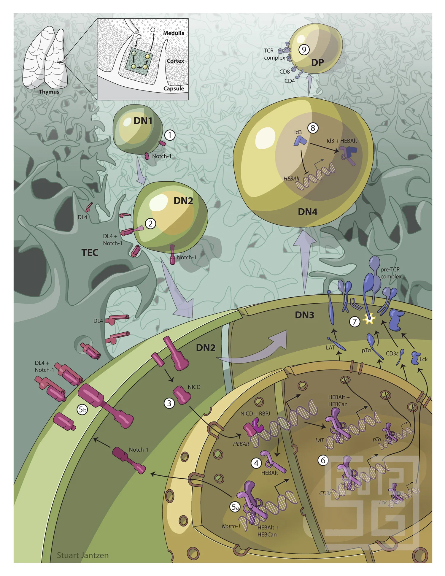 Jantzen_BCM_HEBAlt_immunology_2012.jpg